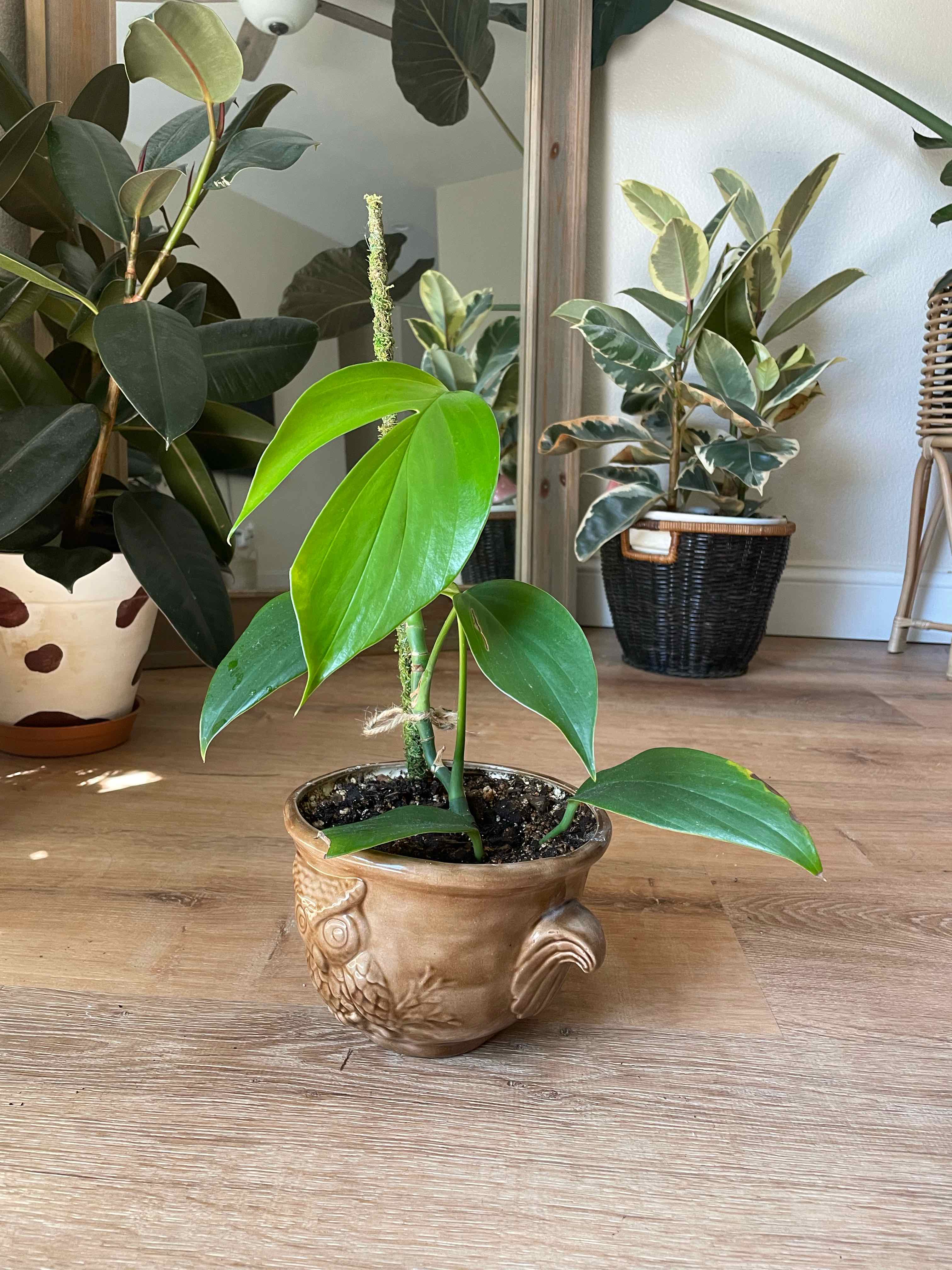 Potted Rhaphidophora decursiva plant indoors with healthy green leaves.