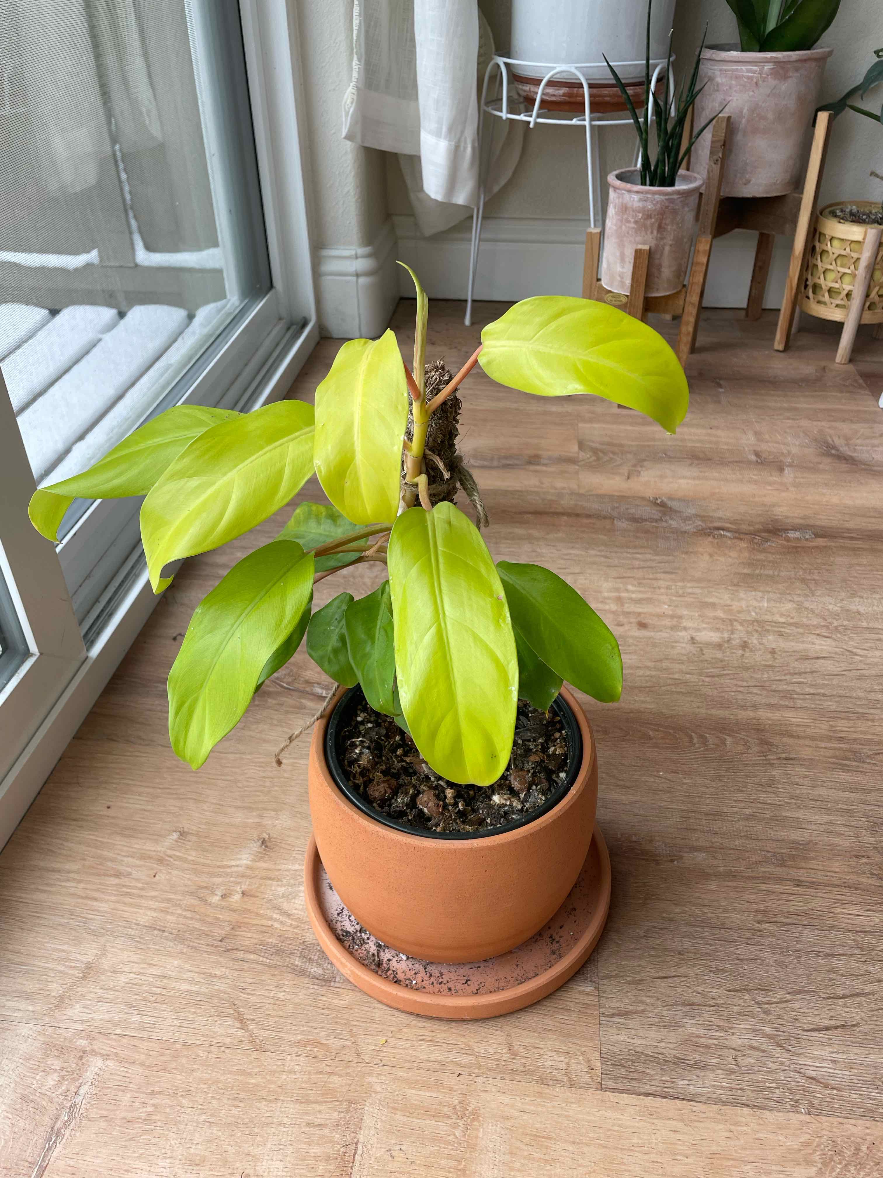 Golden Goddess Philodendron in a pot with bright green leaves, healthy appearance.