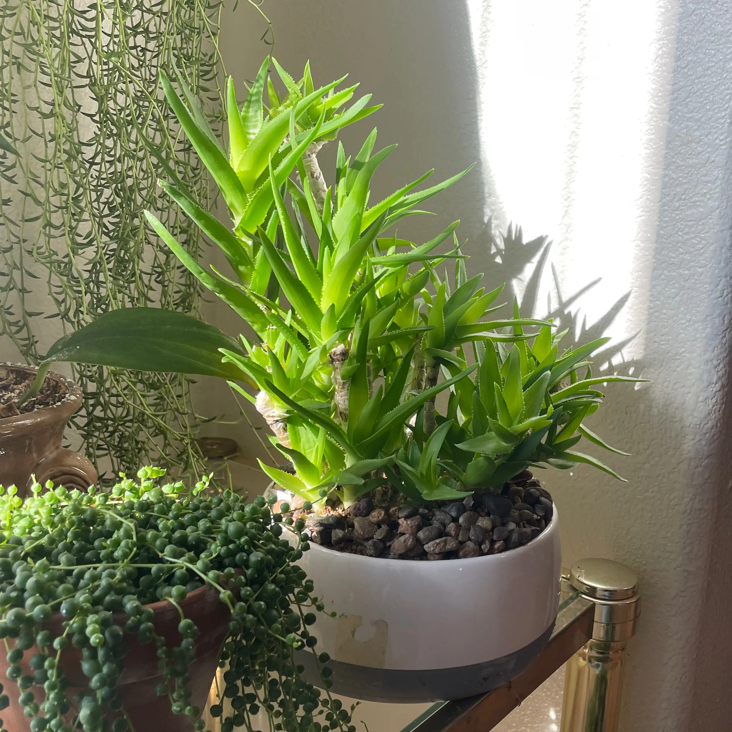 Healthy Climbing Aloe plant in a white pot with well-draining soil, surrounded by other plants.