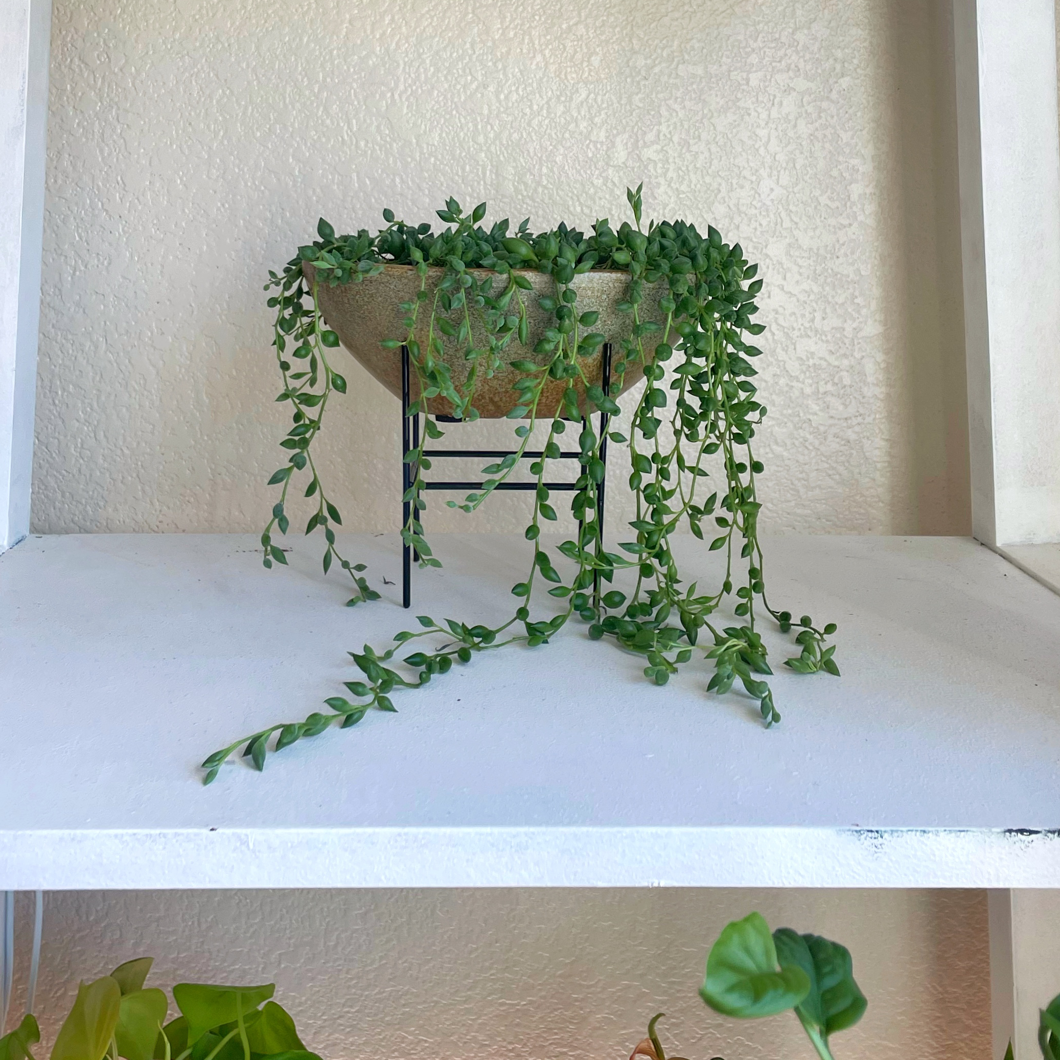 String of Watermelons plant in a pot with trailing stems and small, round leaves.