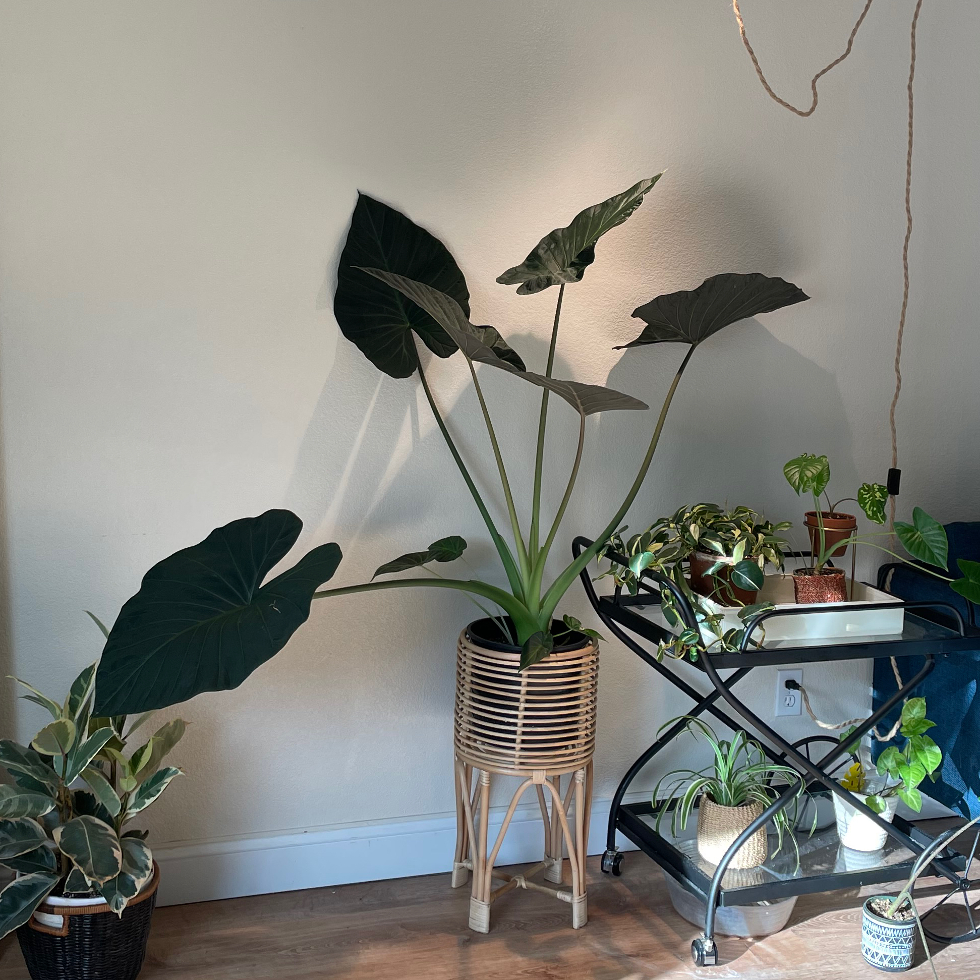 Alocasia 'Regal Shields' plant with large, dark green leaves in a well-lit room.
