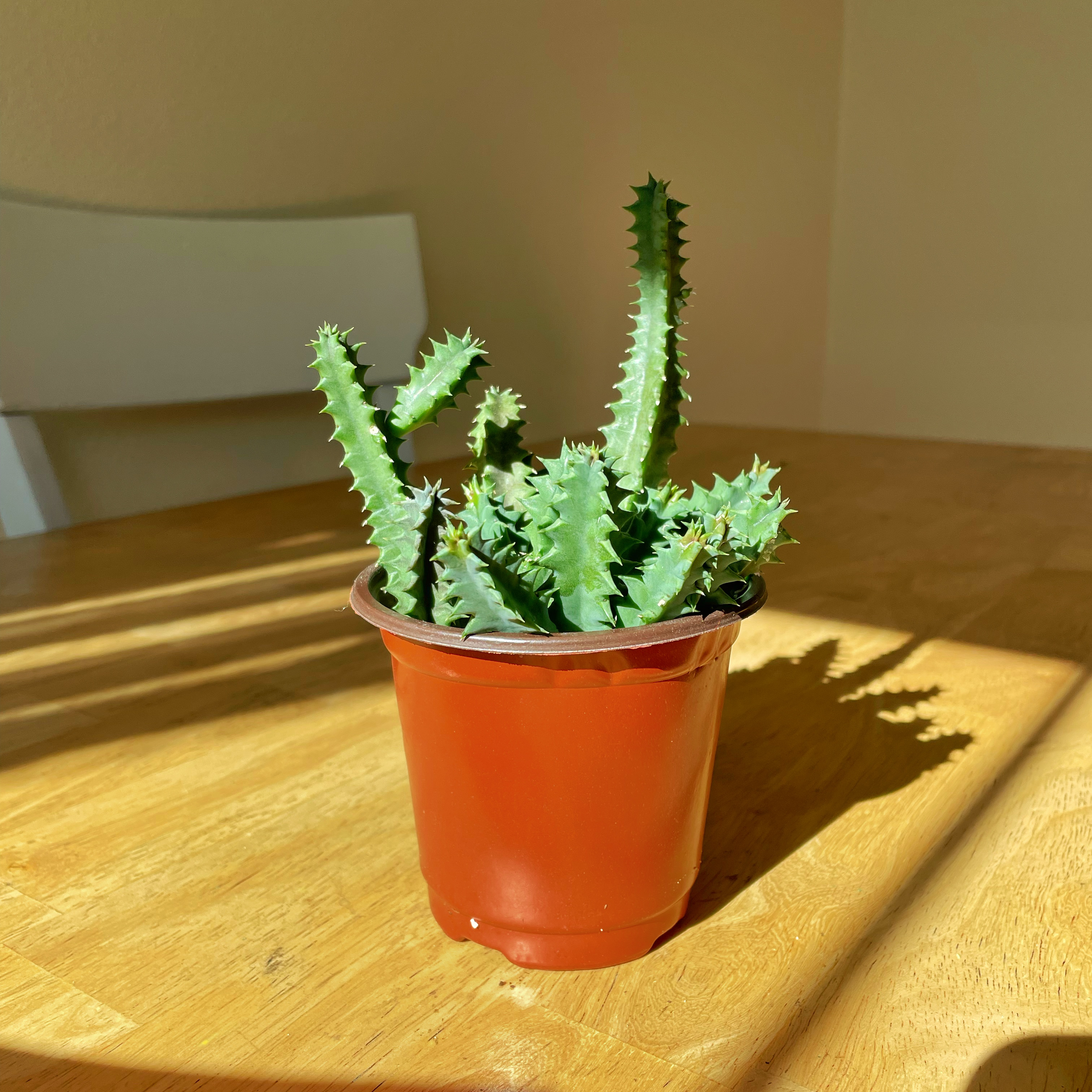 Lifesaver Cactus in a small pot on a wooden surface, well-lit and healthy.