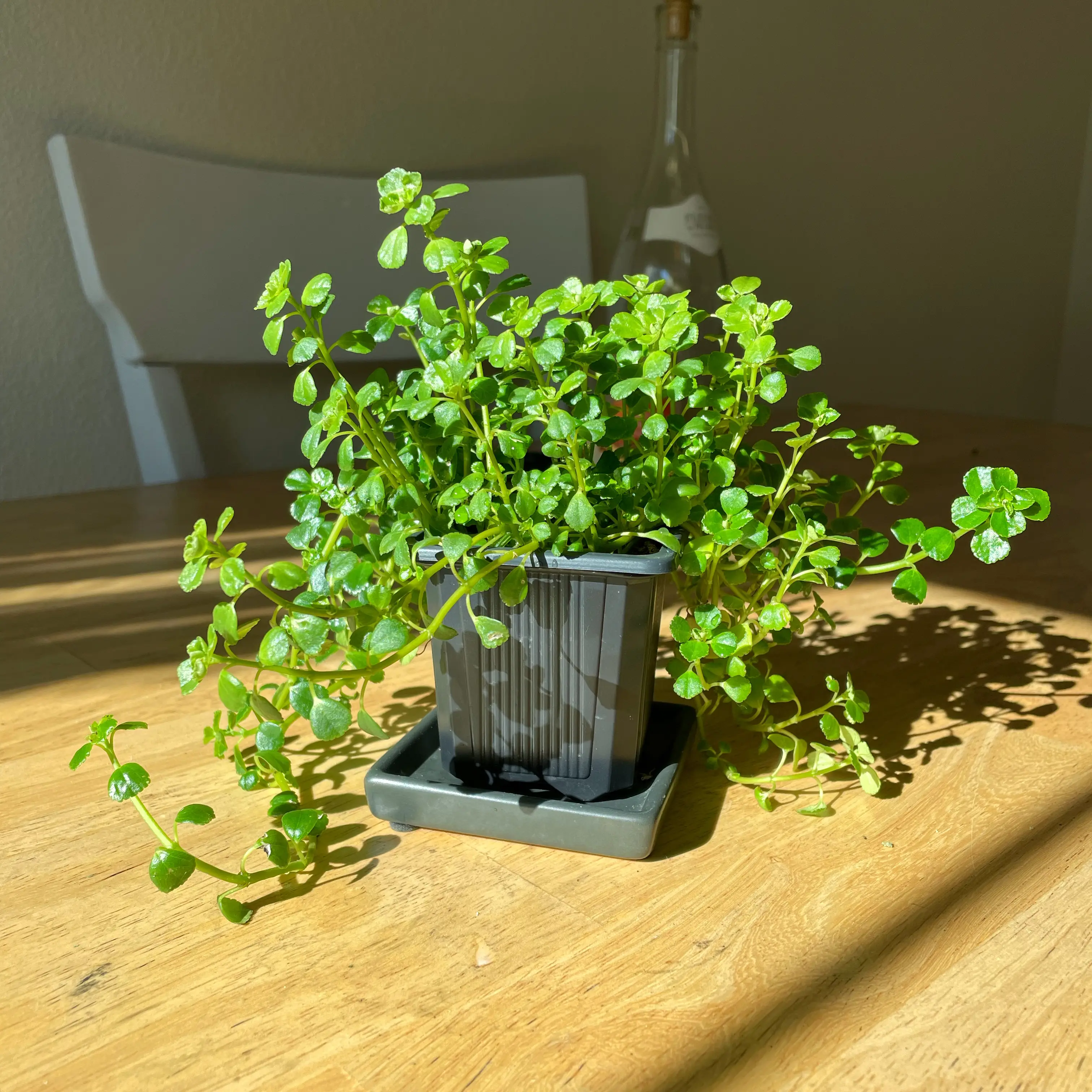 Healthy Rockweed plant in a small pot on a wooden table.