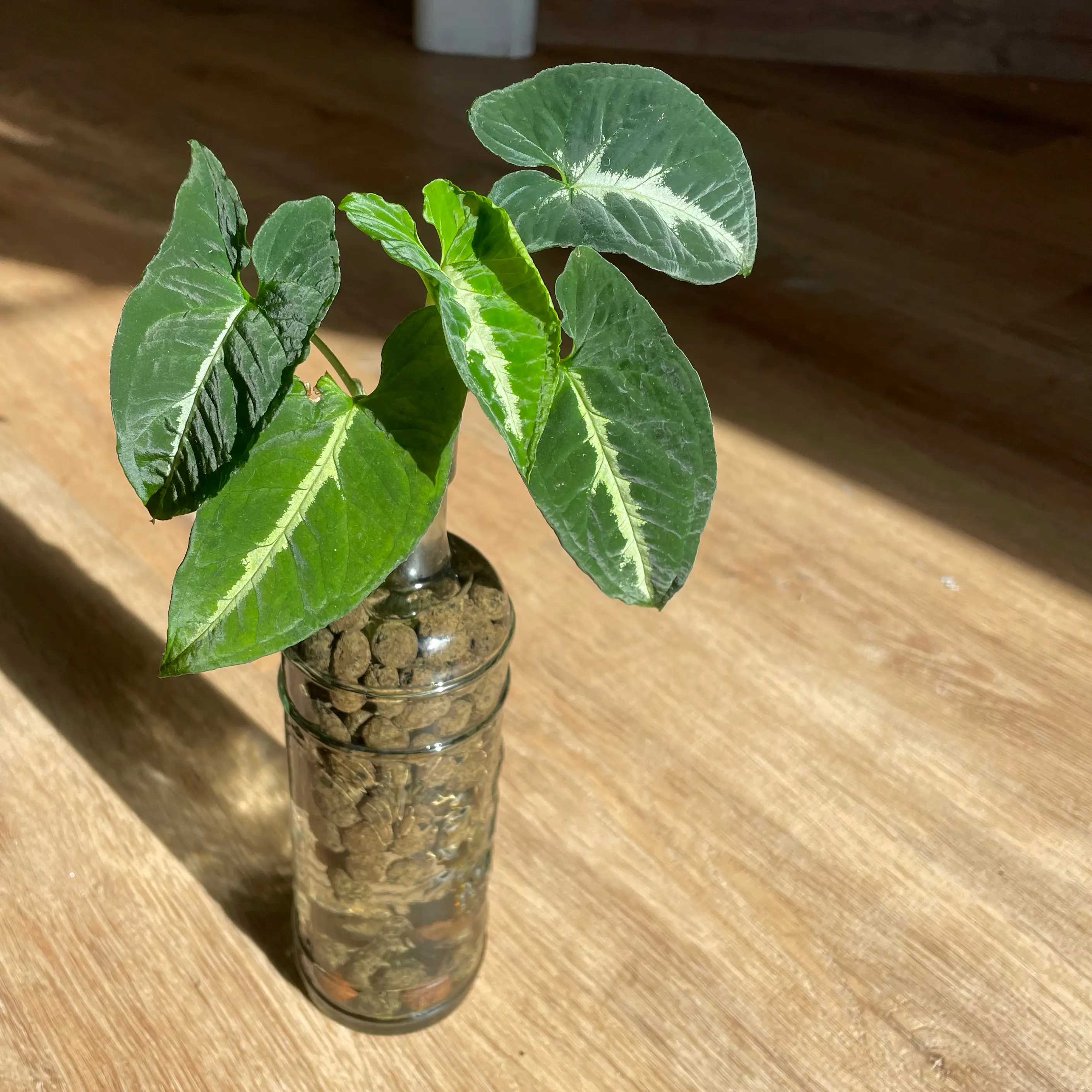 Syngonium wendlandii plant in a glass container with healthy green leaves.
