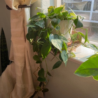 Heartleaf Philodendron plant in Reno, Nevada