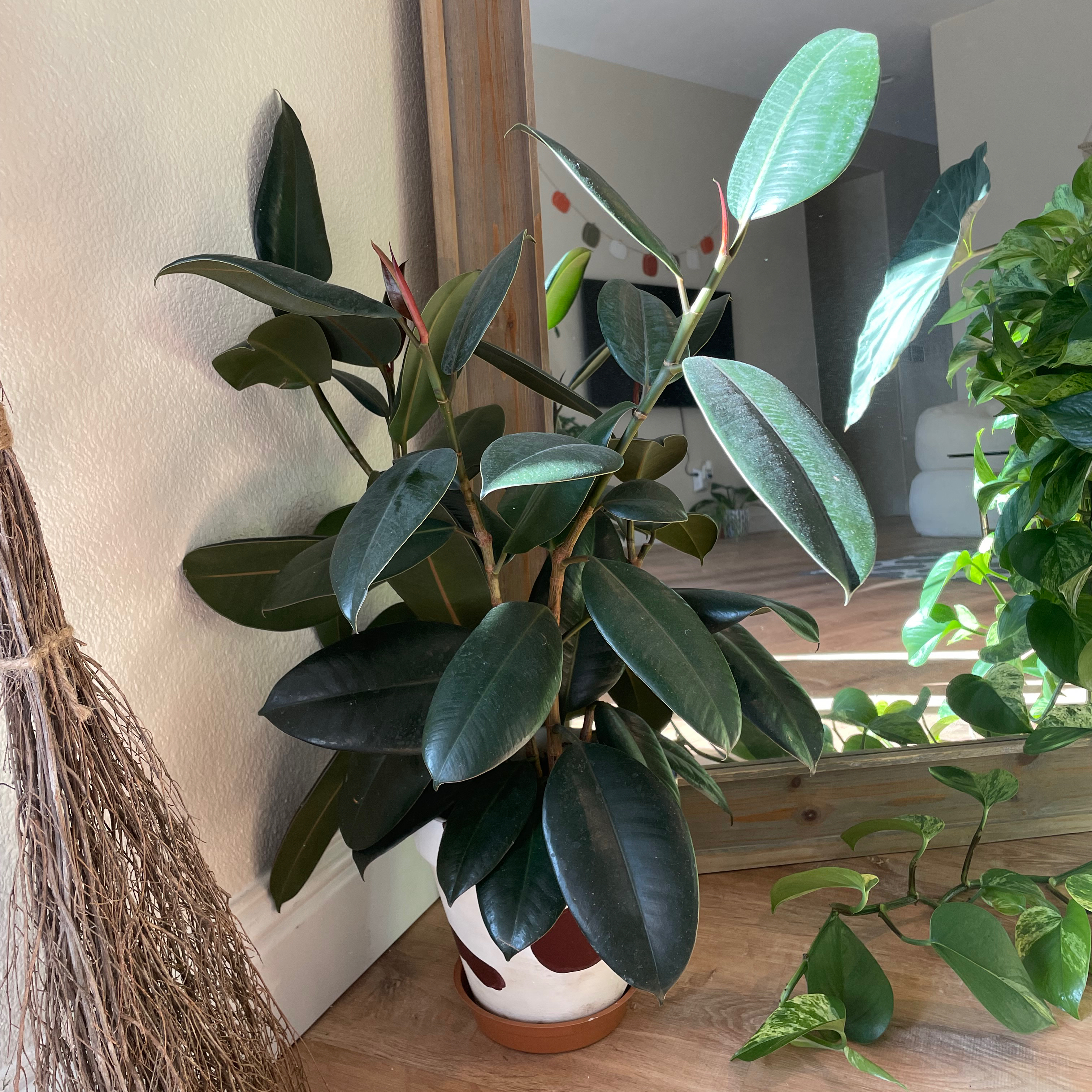 Photo of the plant species Burgundy Rubber Tree by @keetnasmith named Dhalia on Greg, the plant care app