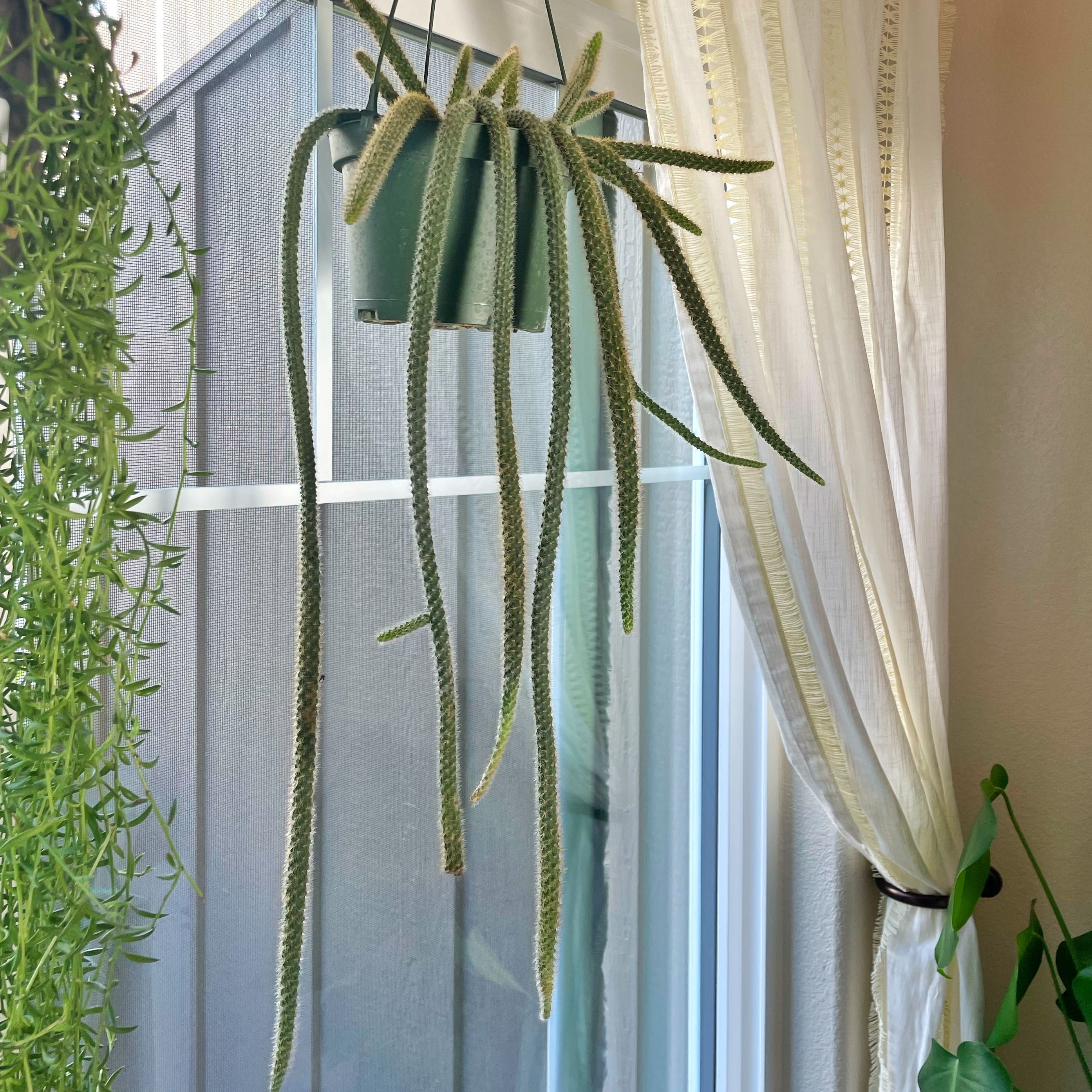 Rat Tail Cactus hanging in a pot near a window with long, trailing stems.