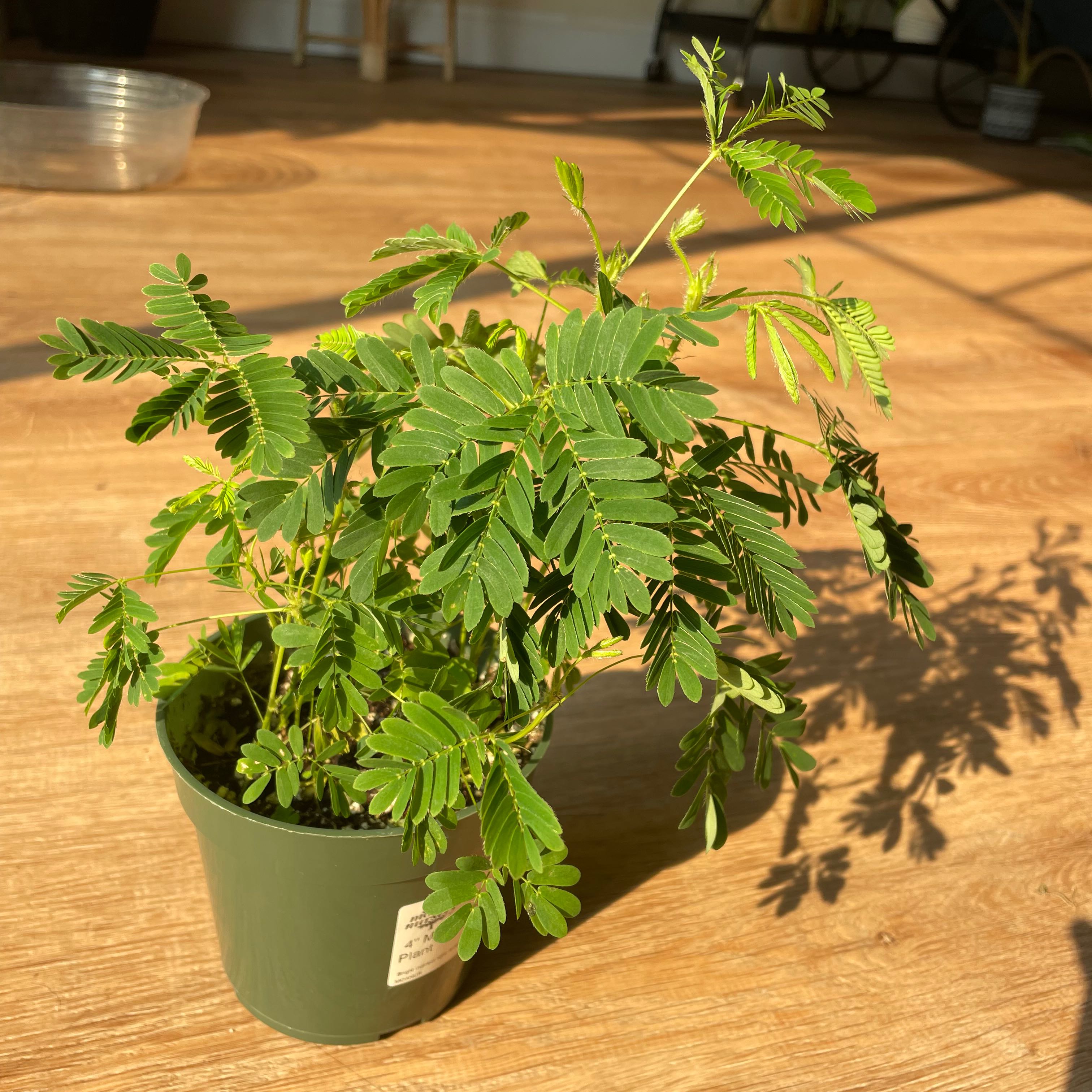 Potted Sensitive Plant (Mimosa pudica) with green leaves on a wooden floor in sunlight.