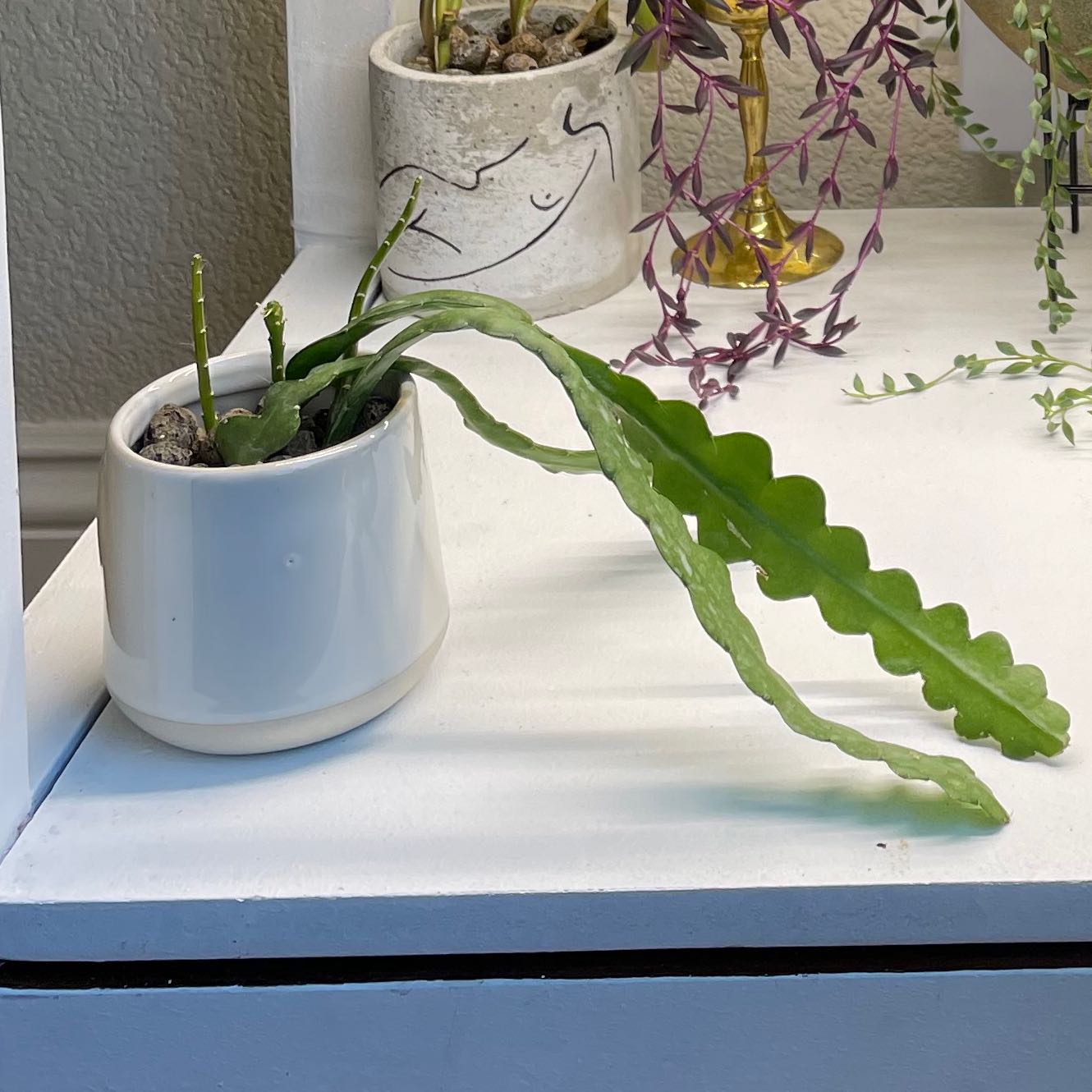 Fishbone Cactus in a white pot with green zigzag leaves.