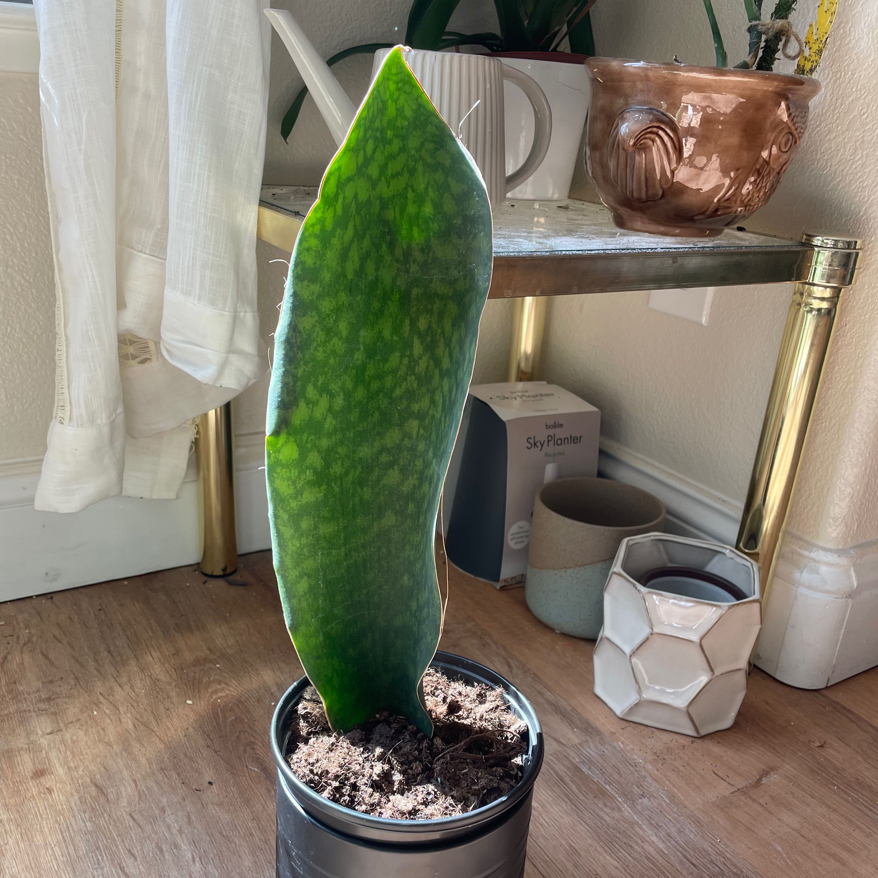 🐋 Symbolism and Benefits of the Whale Fin Snake Plant