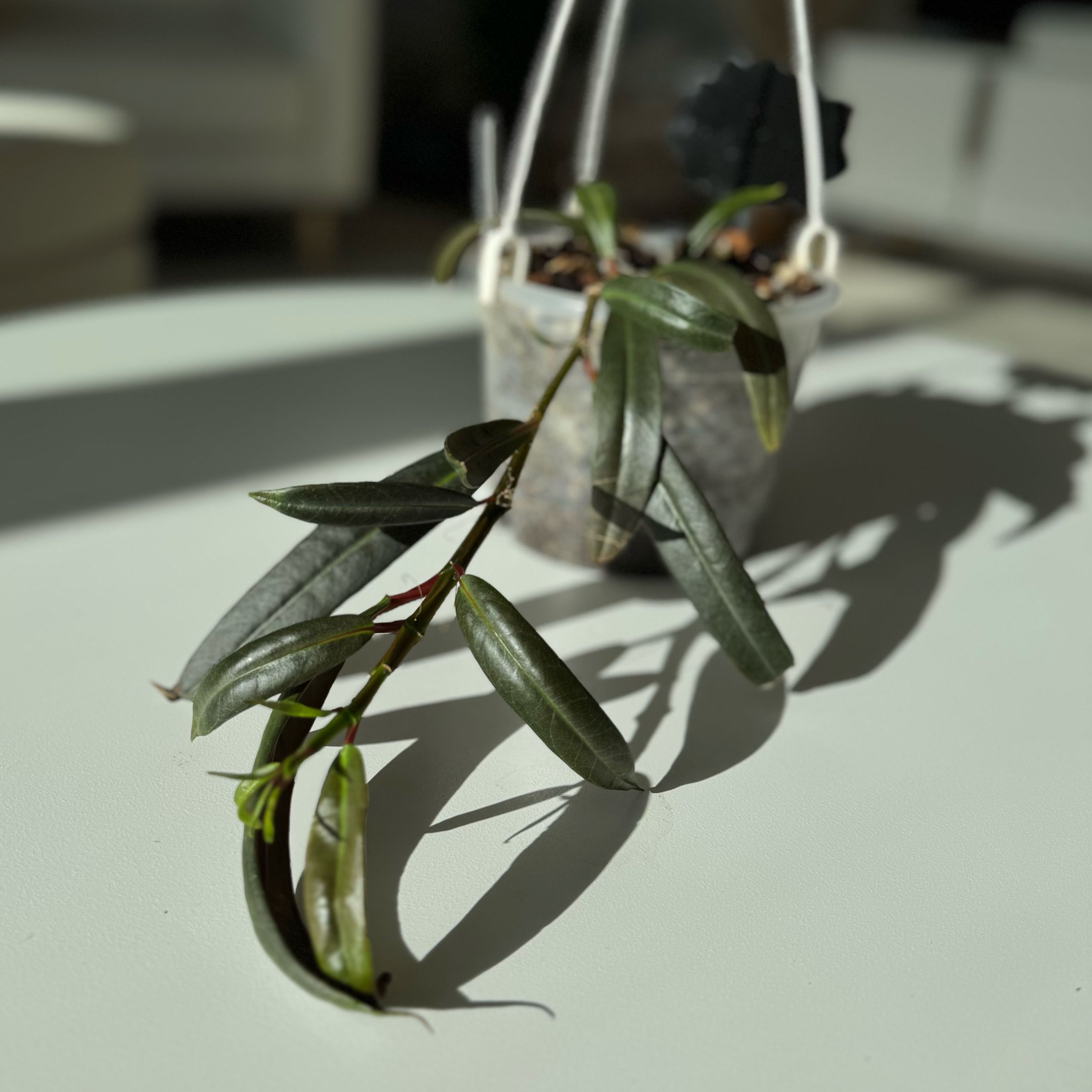 Photo of the plant species Drymonia decora by @keetnasmith named Drymonia decora on Greg, the plant care app