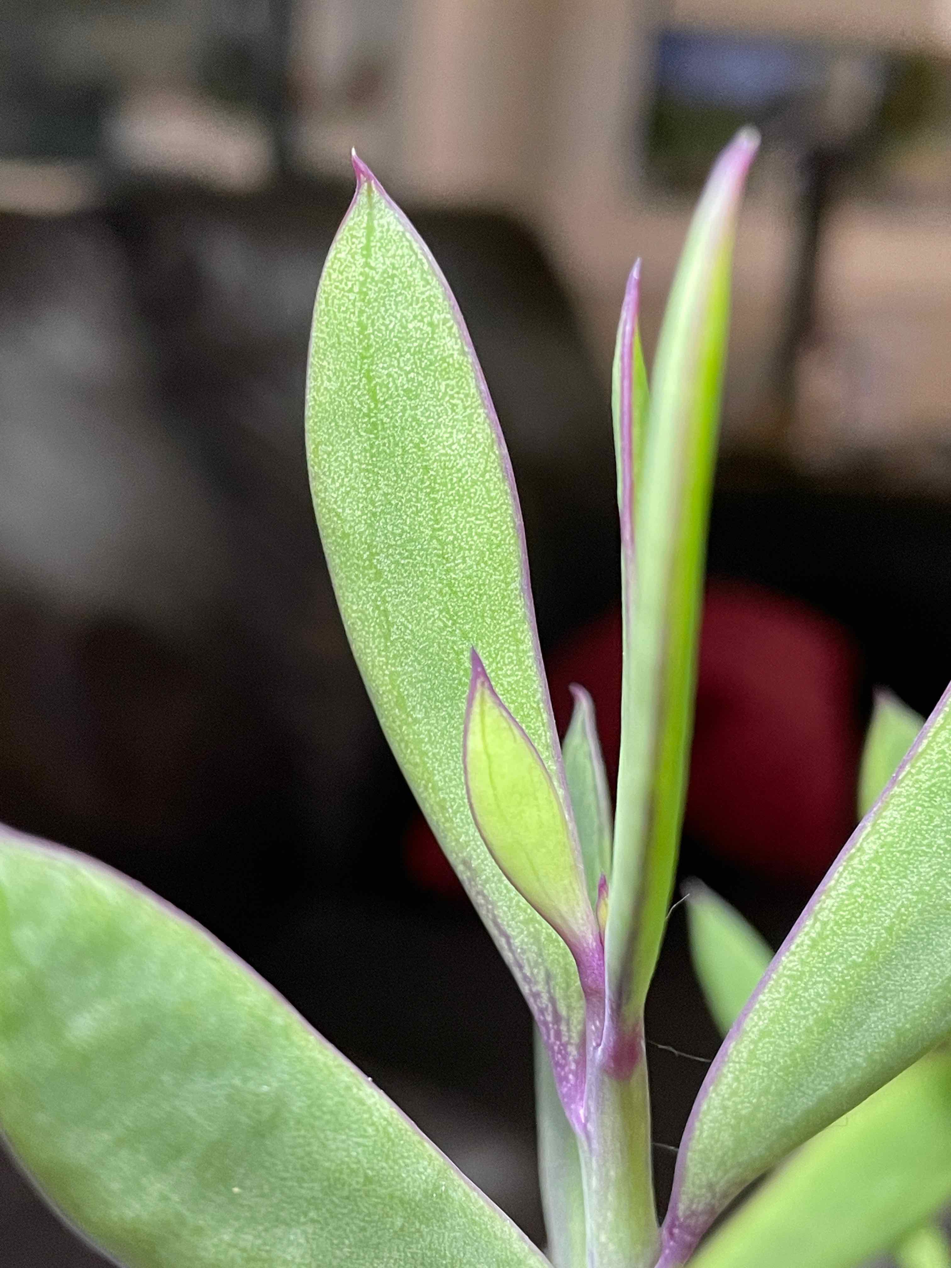 Close-up of a healthy Vertical Leaf Senecio plant with green leaves.