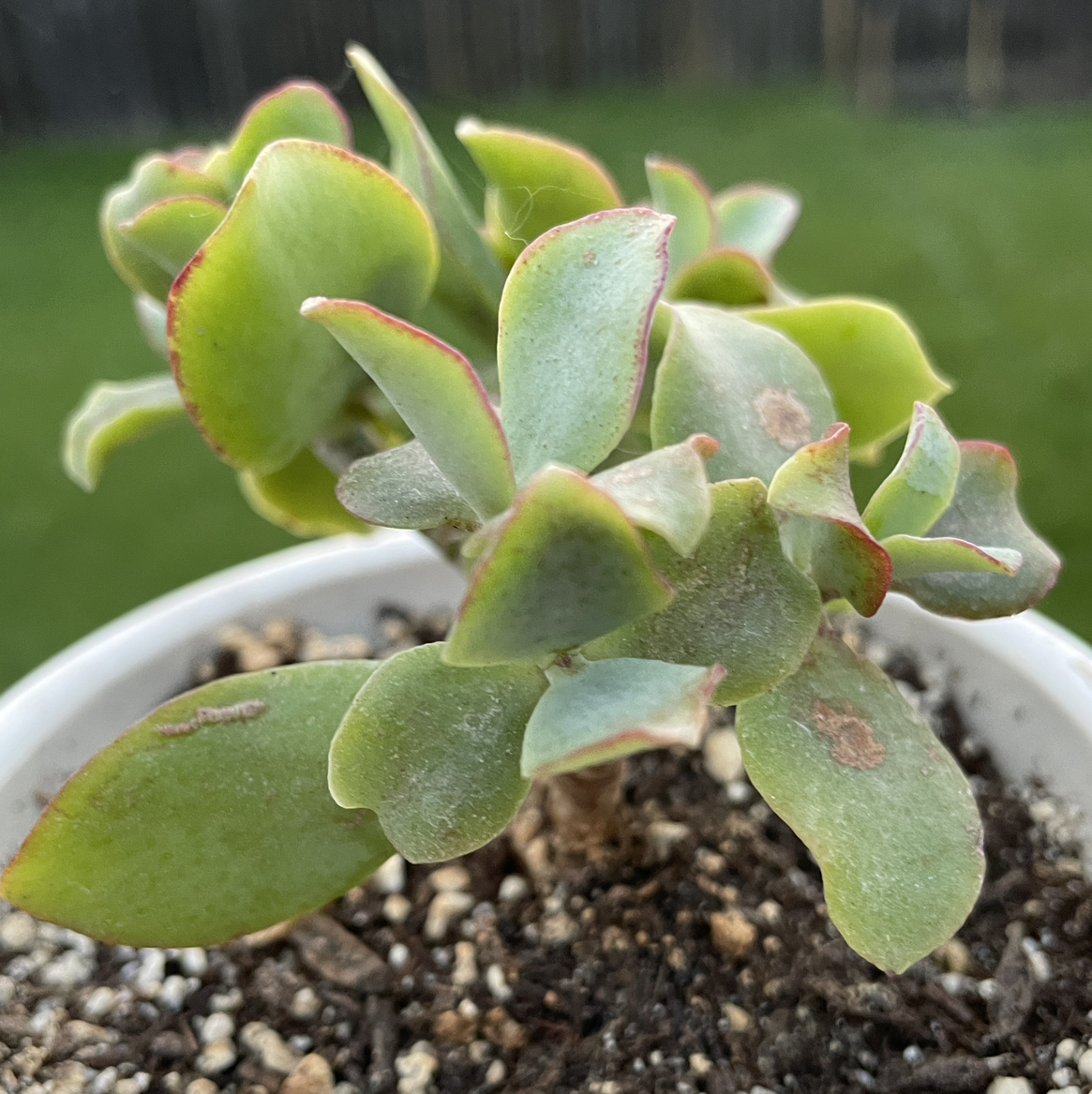 Curly Jade Succulent in a white pot with some browning and black spots on leaves.