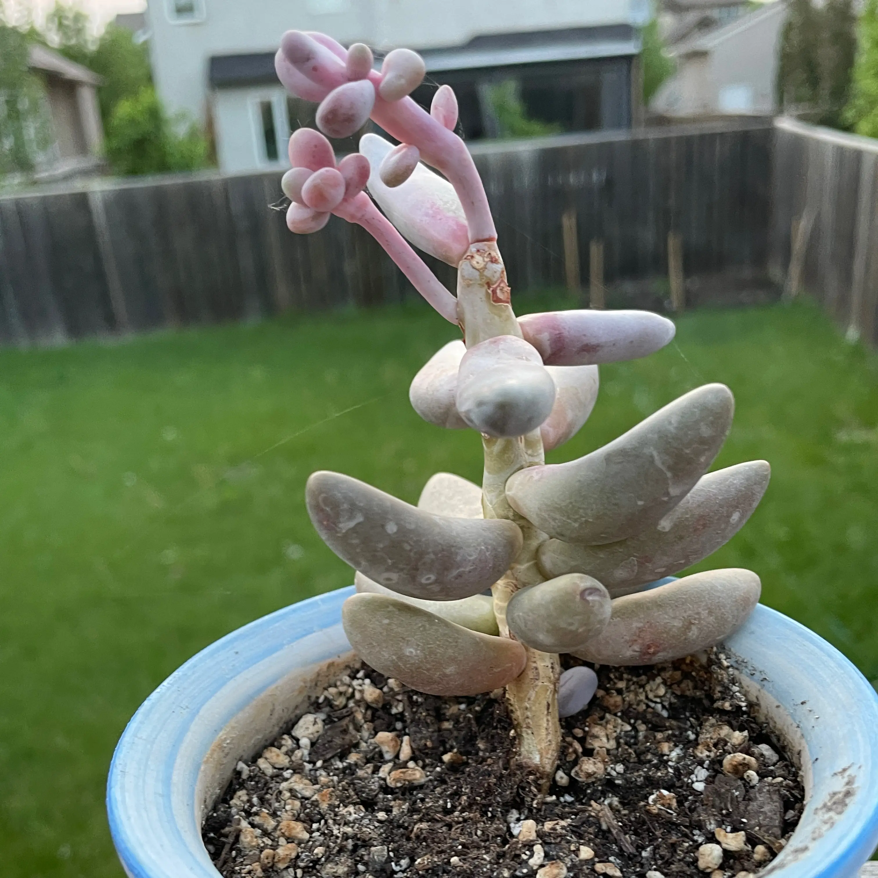 Pachysedum 'Ganzhou' succulent in a pot with visible soil, showing some discoloration.