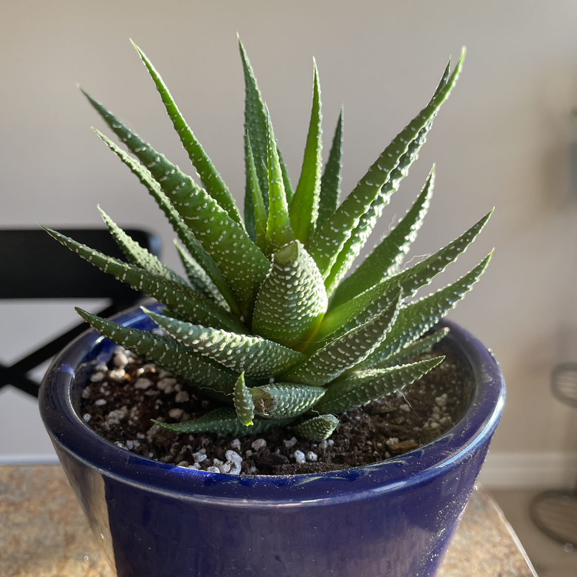 Photo of the plant species Zebra Plant by @Rxmom named 8 Maurice on Greg, the plant care app