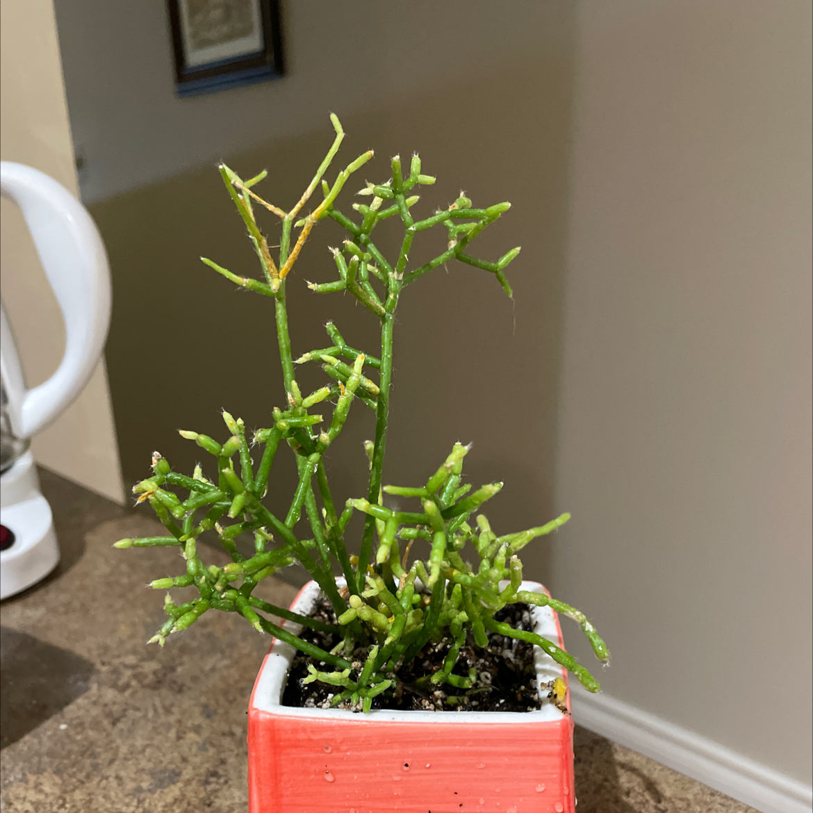 Photo of the plant species Coral Cactus by @Rxmom named 33 a on Greg, the plant care app