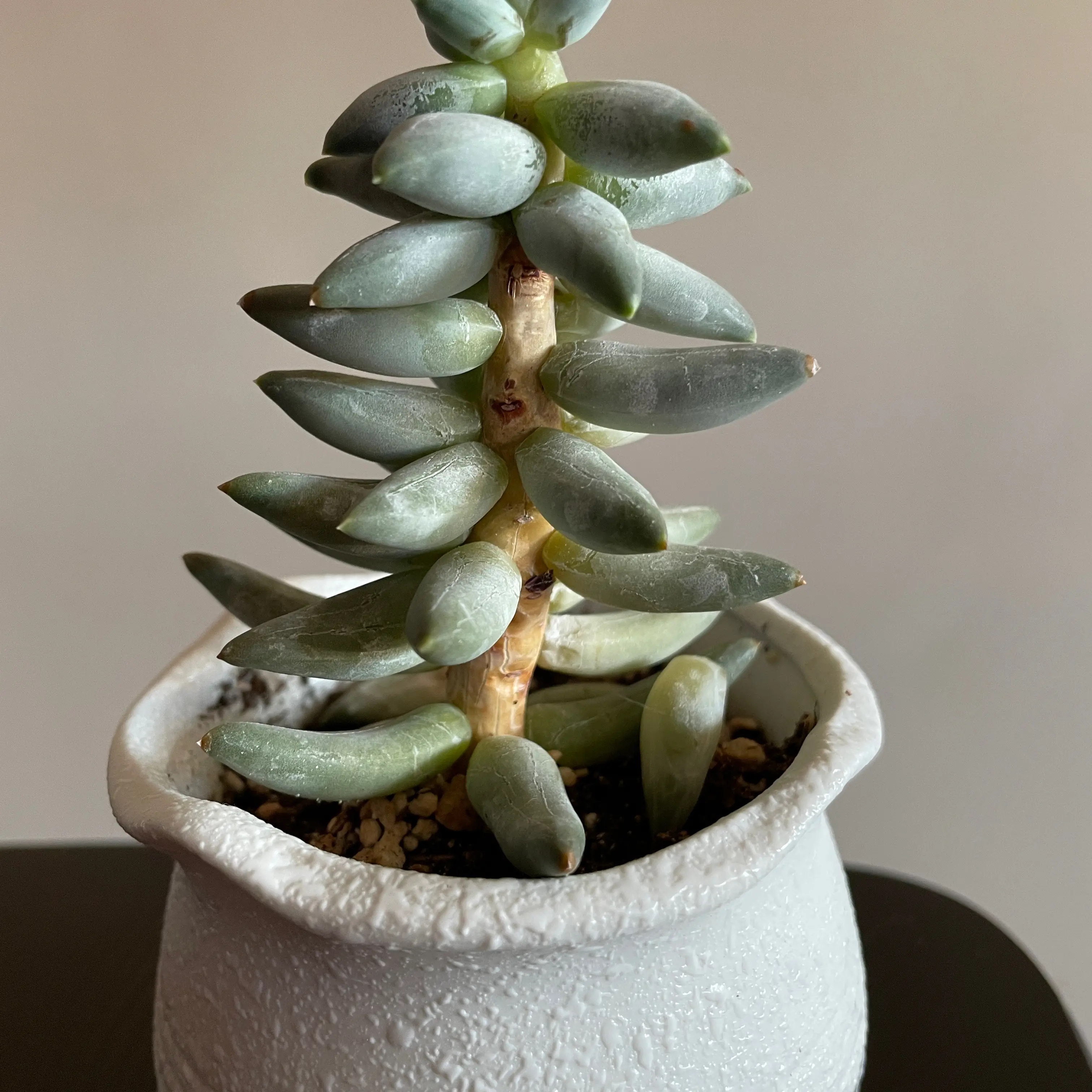 Little Jewel plant photo by @Rxmom named 2 Galadriel on Greg, the plant care app.