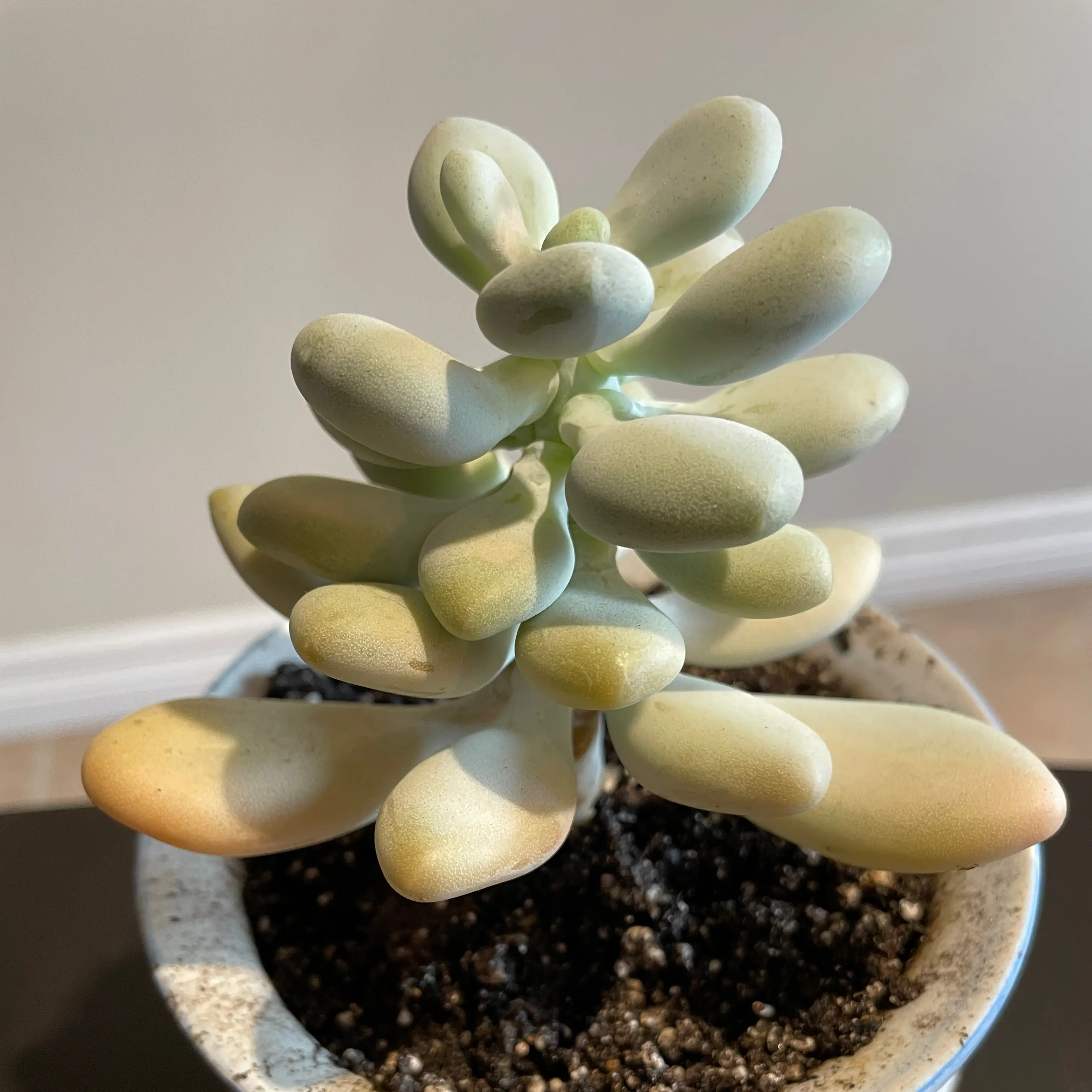Photo of the plant species Silver Bracts by @Rxmom named 3 Alexis Rose on Greg, the plant care app