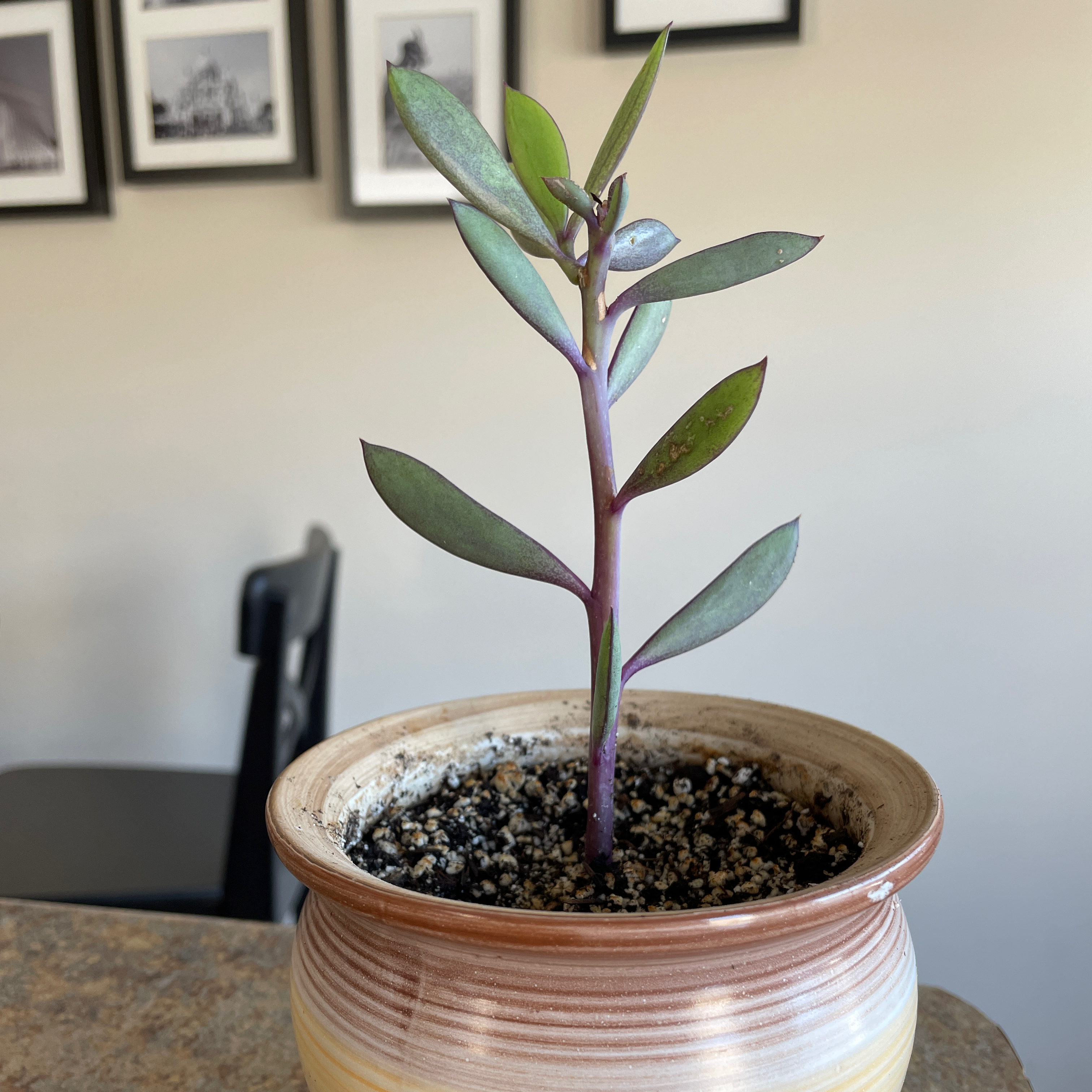 Photo of the plant species Vertical Leaf Senecio by @Rxmom named 3 Patrick on Greg, the plant care app