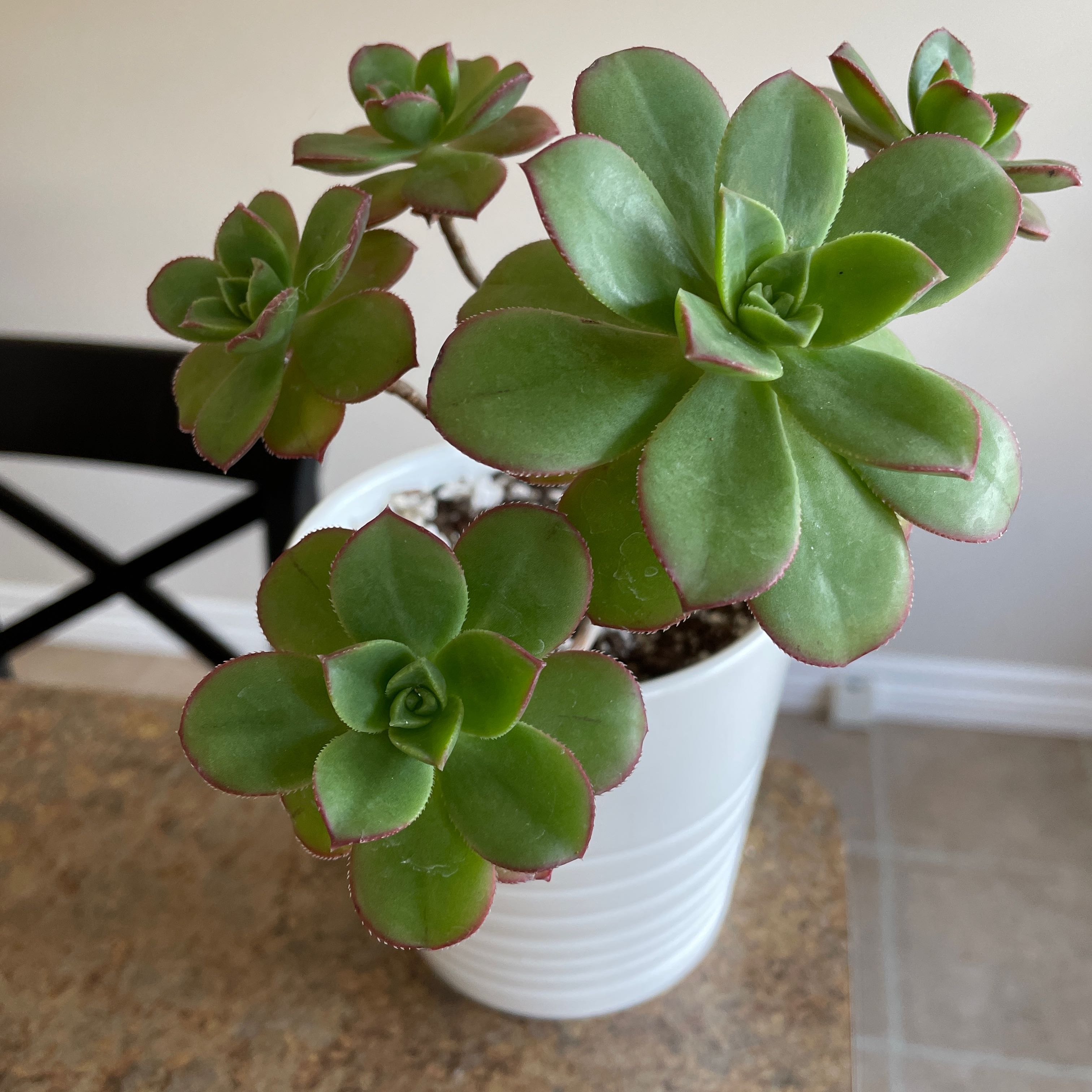 Healthy Haworth's Aeonium plant in a white pot with green leaves and slight red edges.