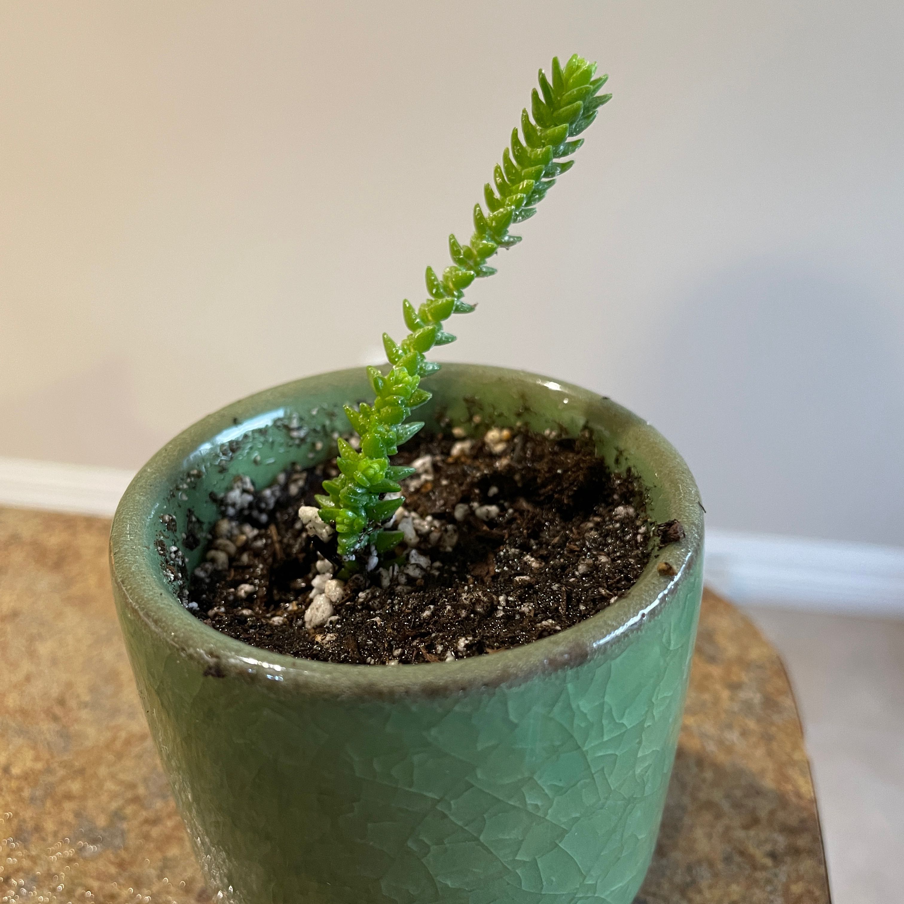 A healthy Rattail Crassula plant in a green pot with visible soil.