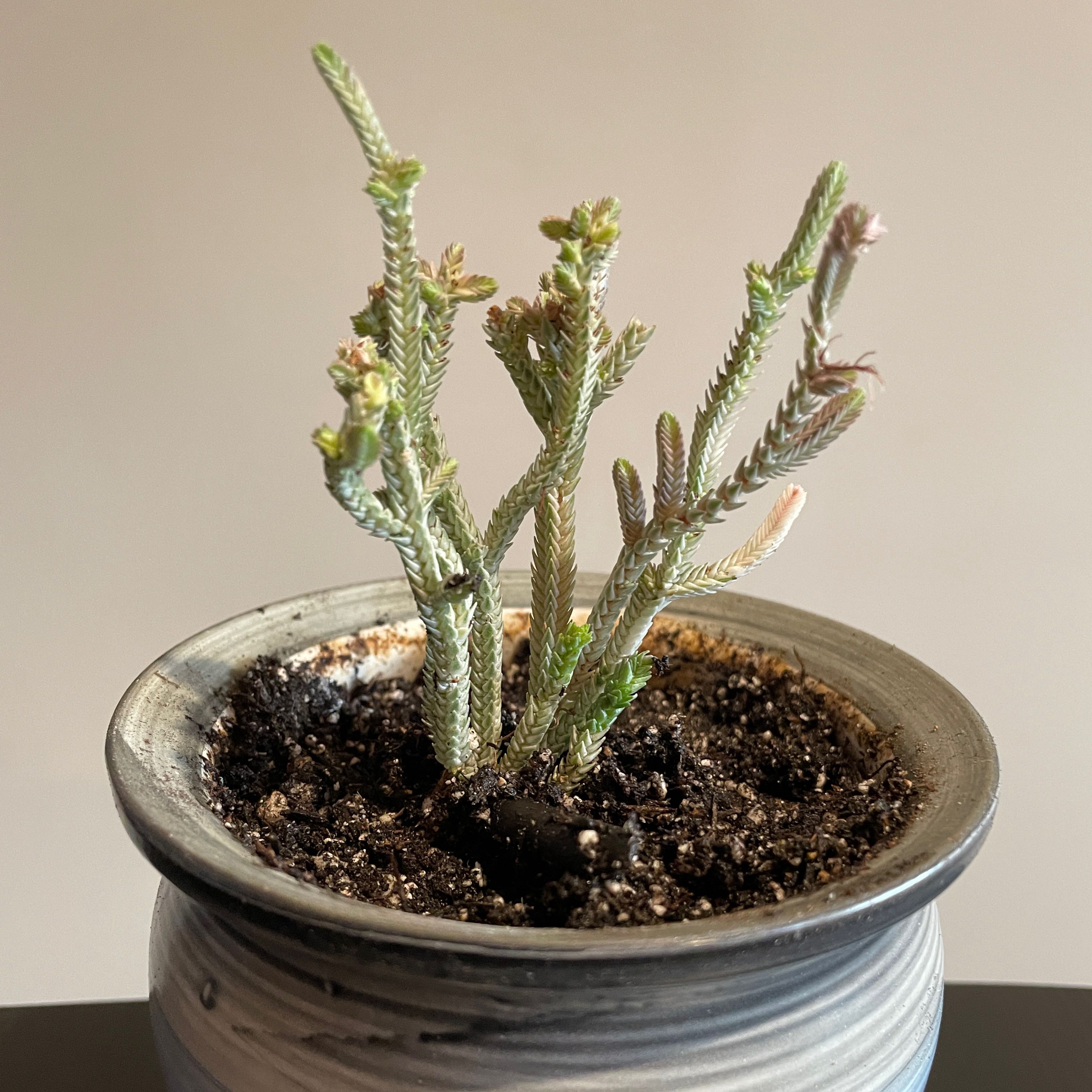 Potted Rattail Crassula plant with visible soil and some browning stems.
