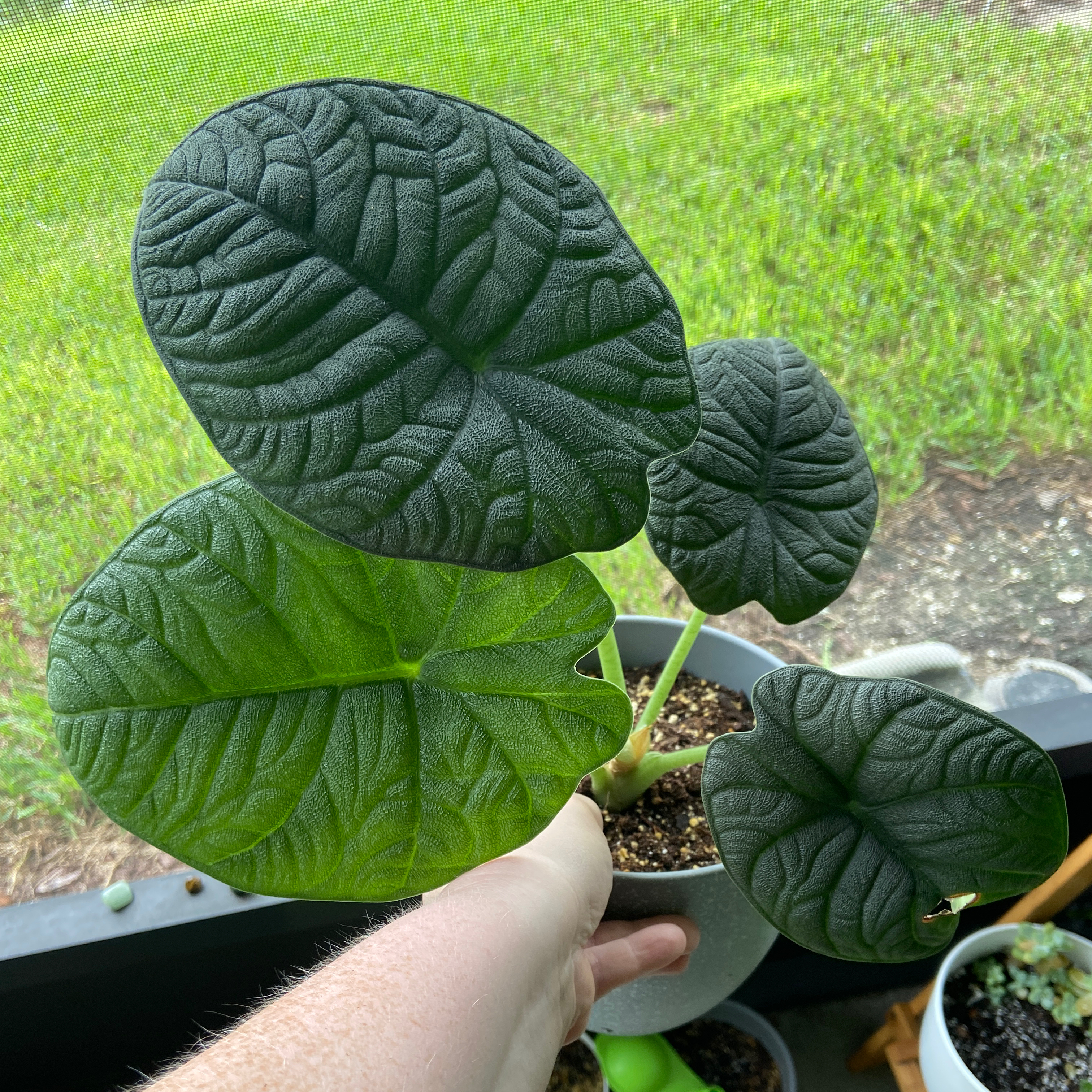 Alocasia 'Rugosa' plant with textured leaves, held by a hand, in a pot with visible soil.