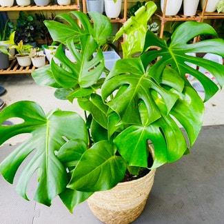 Monstera plant in St. Augustine, Florida
