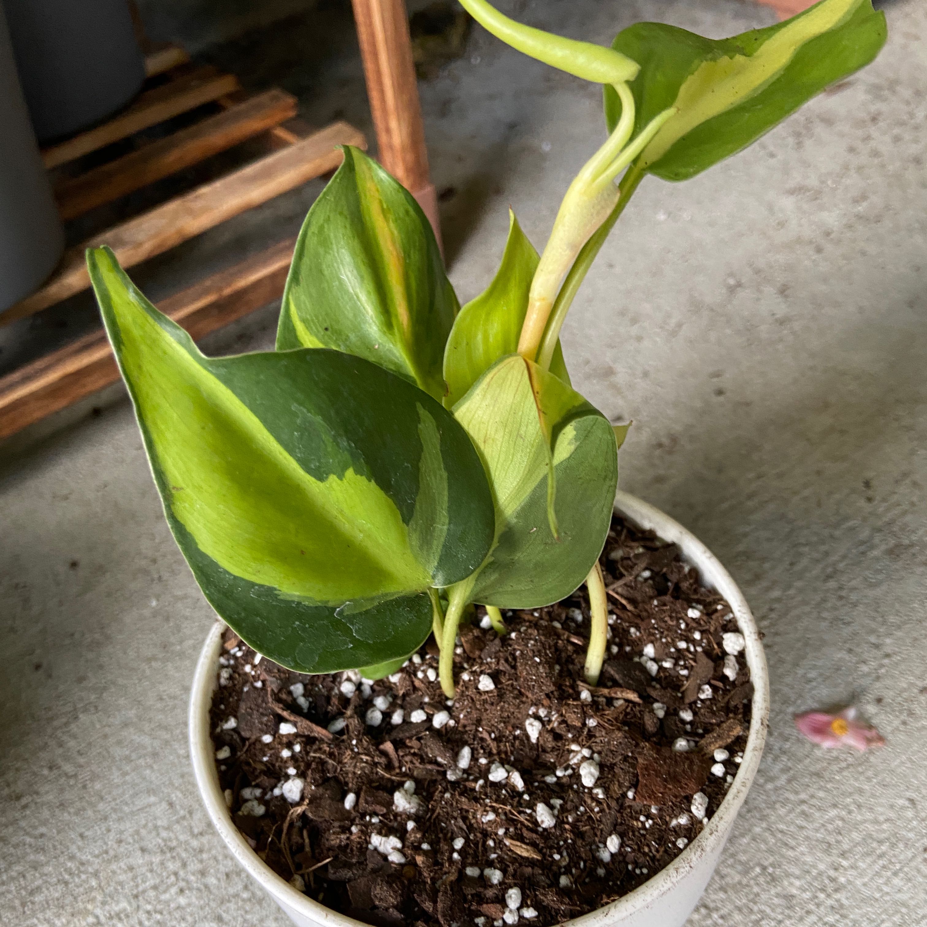 Brazil Philodendron plant in a white pot with variegated green and yellow leaves.