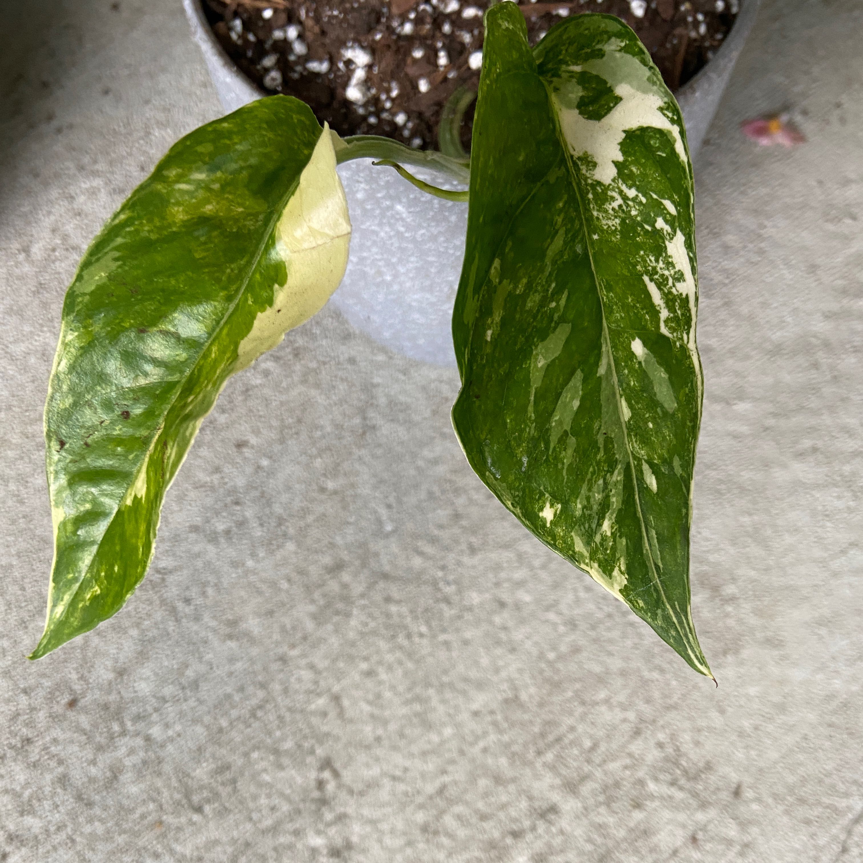 Albo Epipremnum Pinnatum plant with variegated leaves showing yellowing and browning.