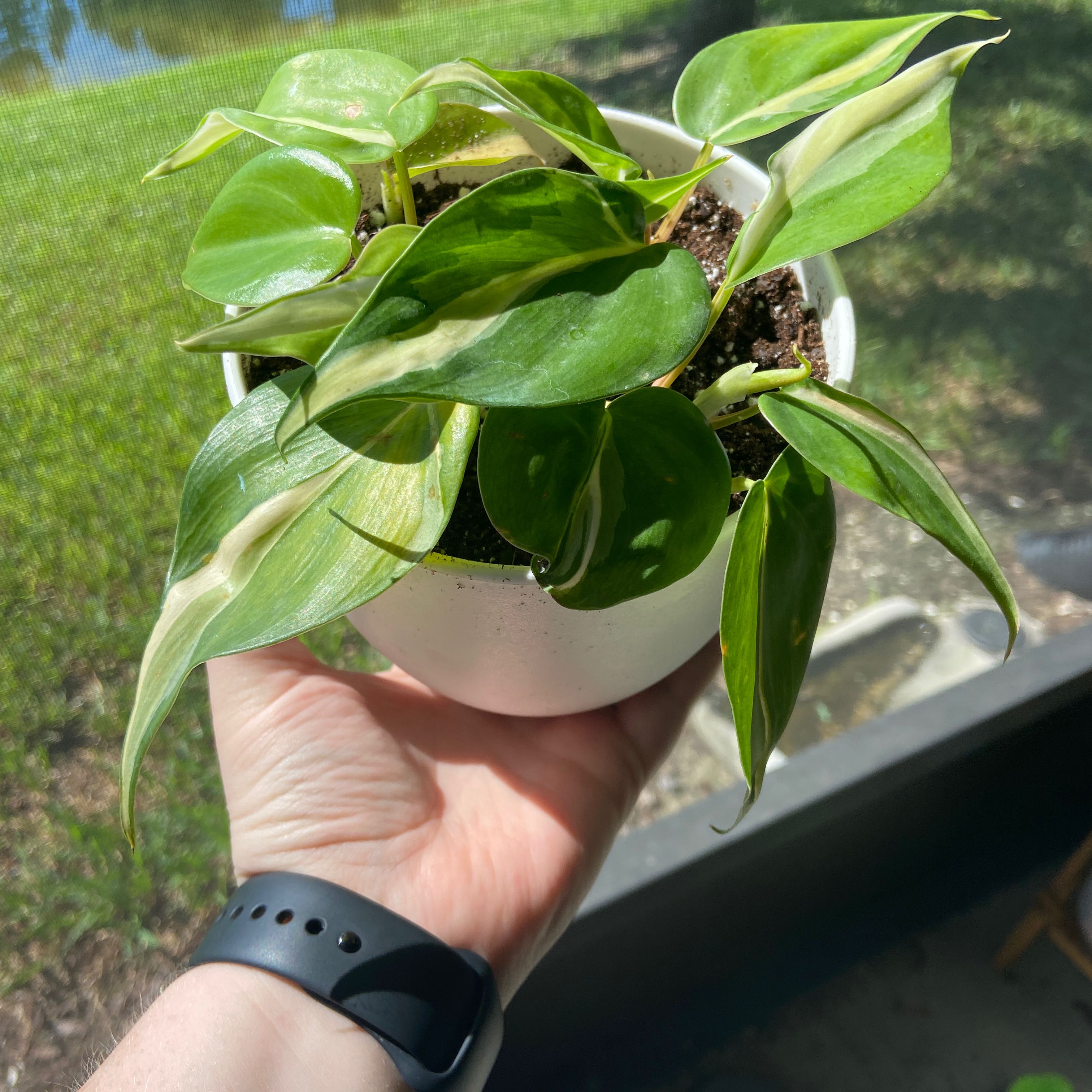 Silver Stripe Philodendron in a white pot held by a hand, with visible soil.