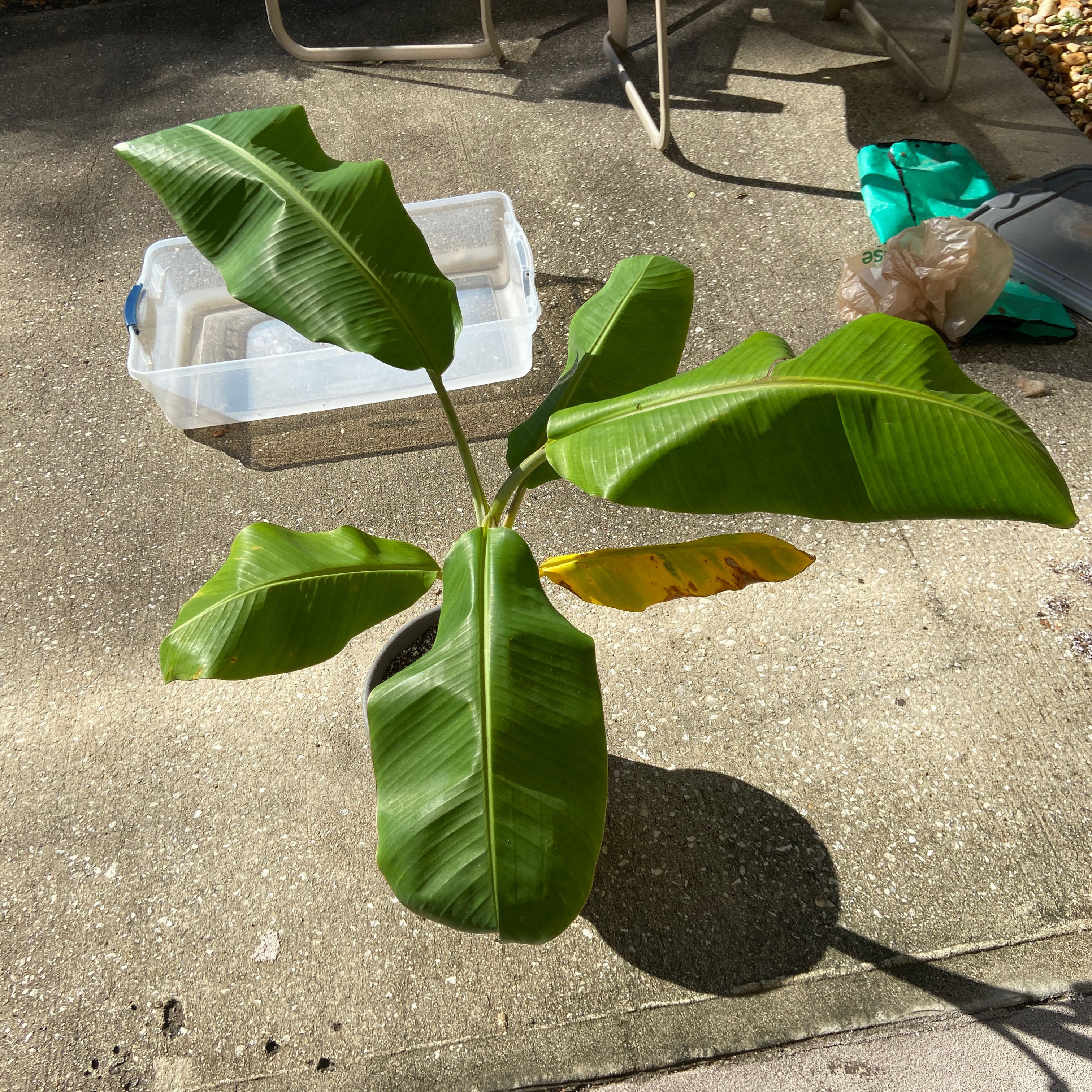Abyssinian Banana plant with large leaves, one showing yellowing, on a concrete surface.