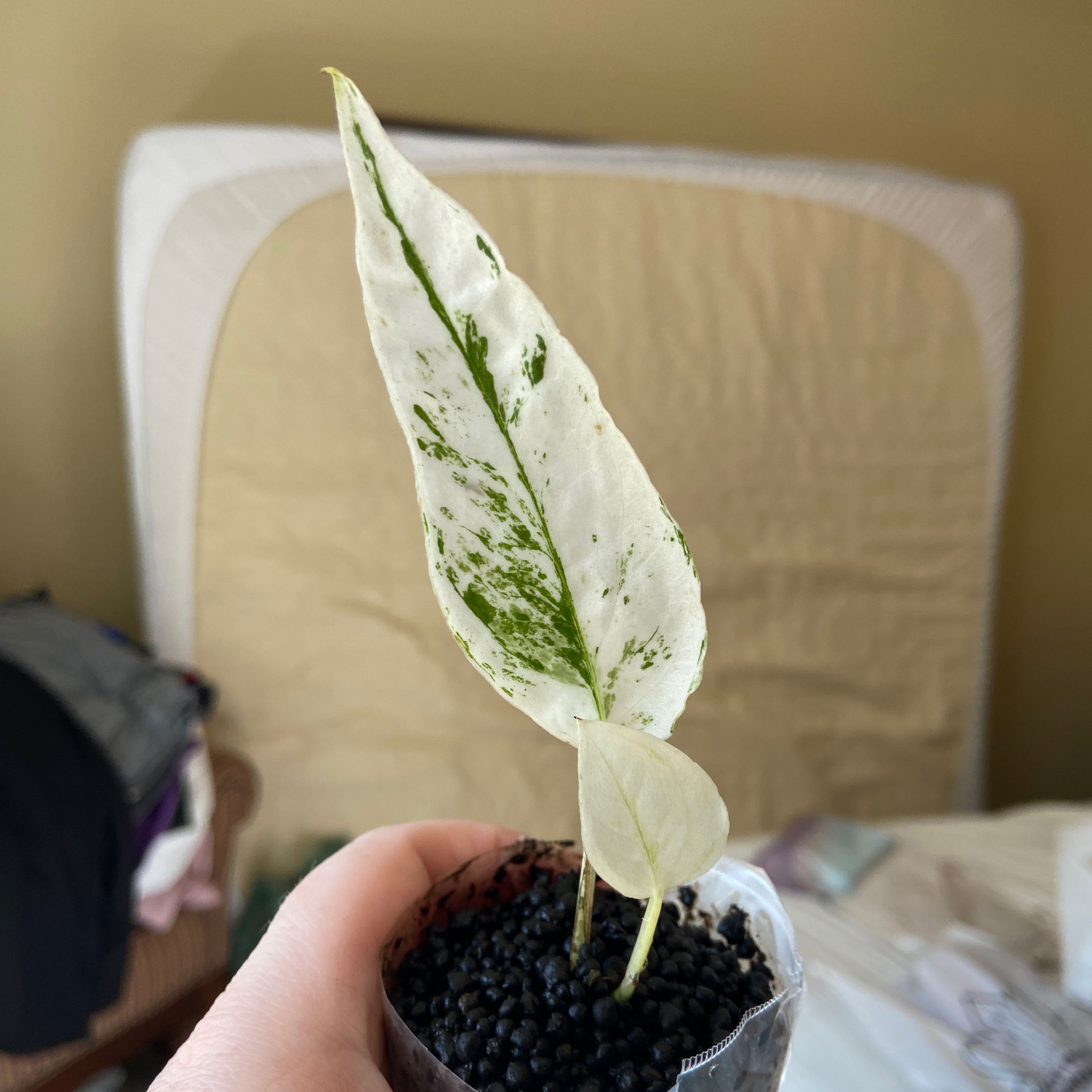 Marble Epipremnum Pinnatum plant with variegated leaves in a small pot, held by a hand.
