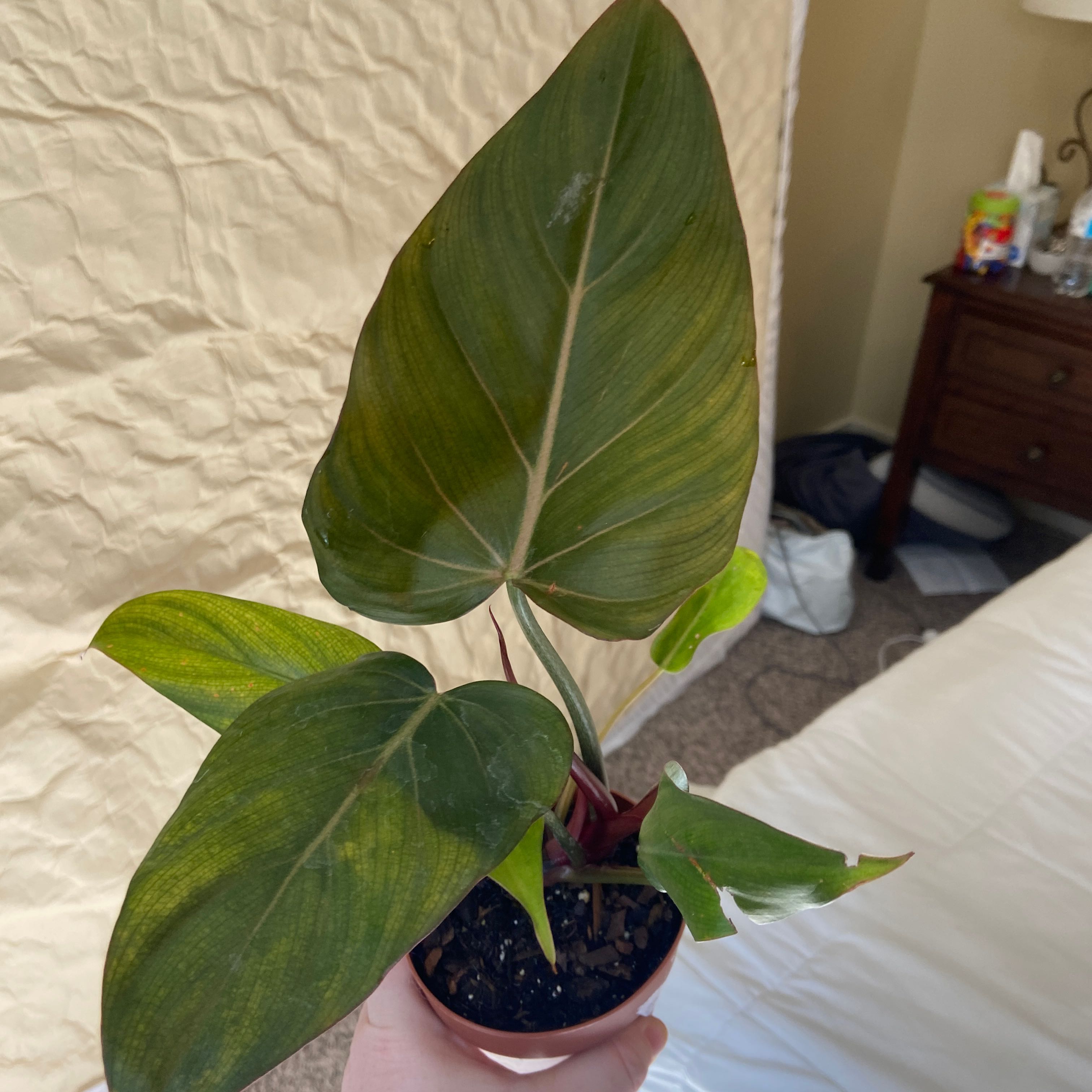 Philodendron 'Summer Glory' plant with slight yellowing and browning on leaves, potted with visible soil.