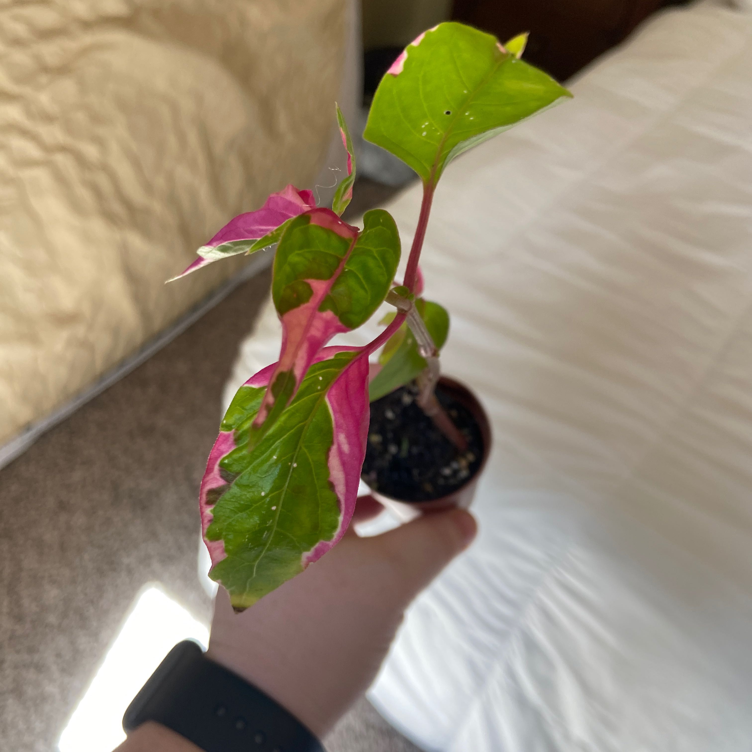 Party Time Alternanthera plant with vibrant green and pink leaves in a small pot, held by a hand.
