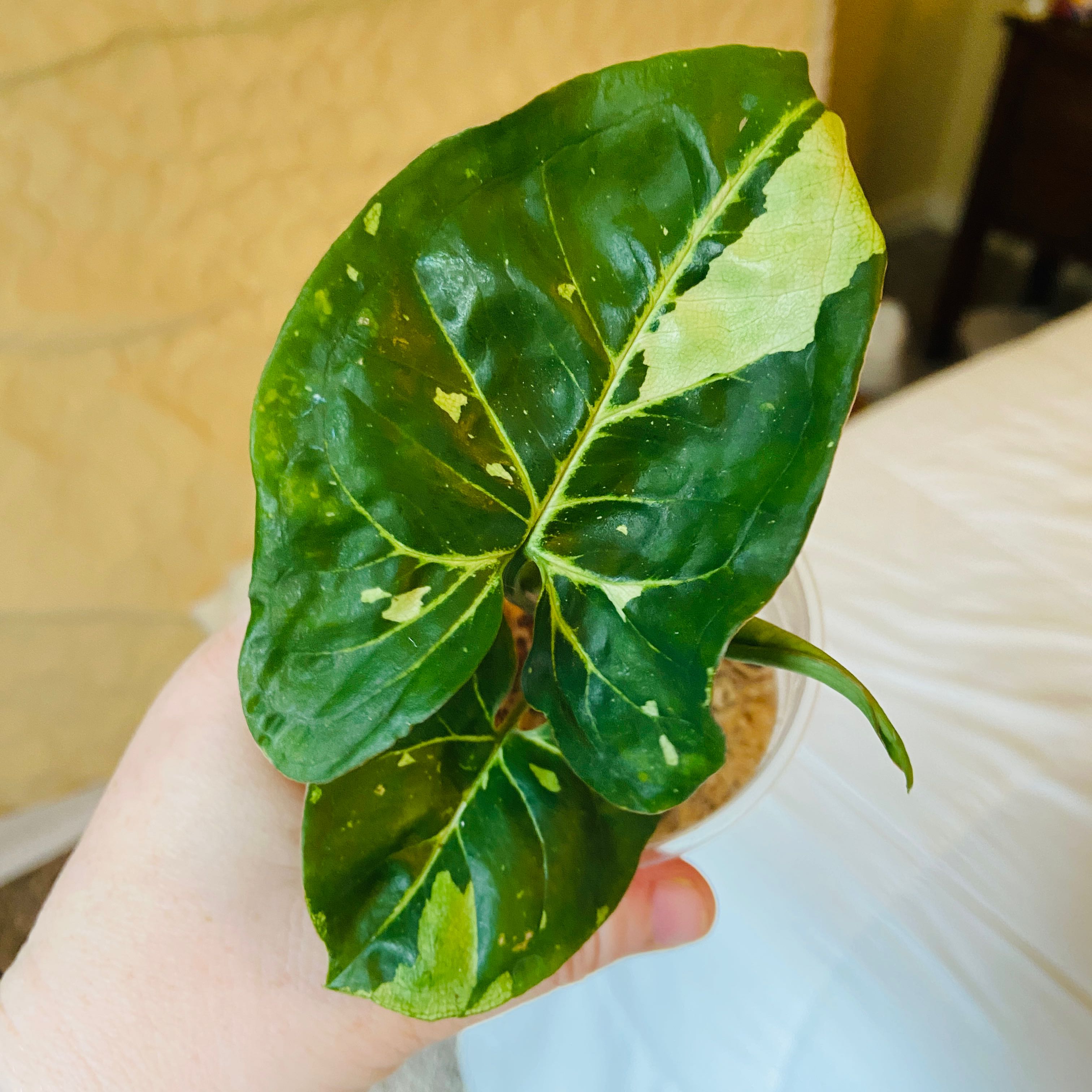 Syngonium Panda plant with variegated leaves held by a hand, soil visible.