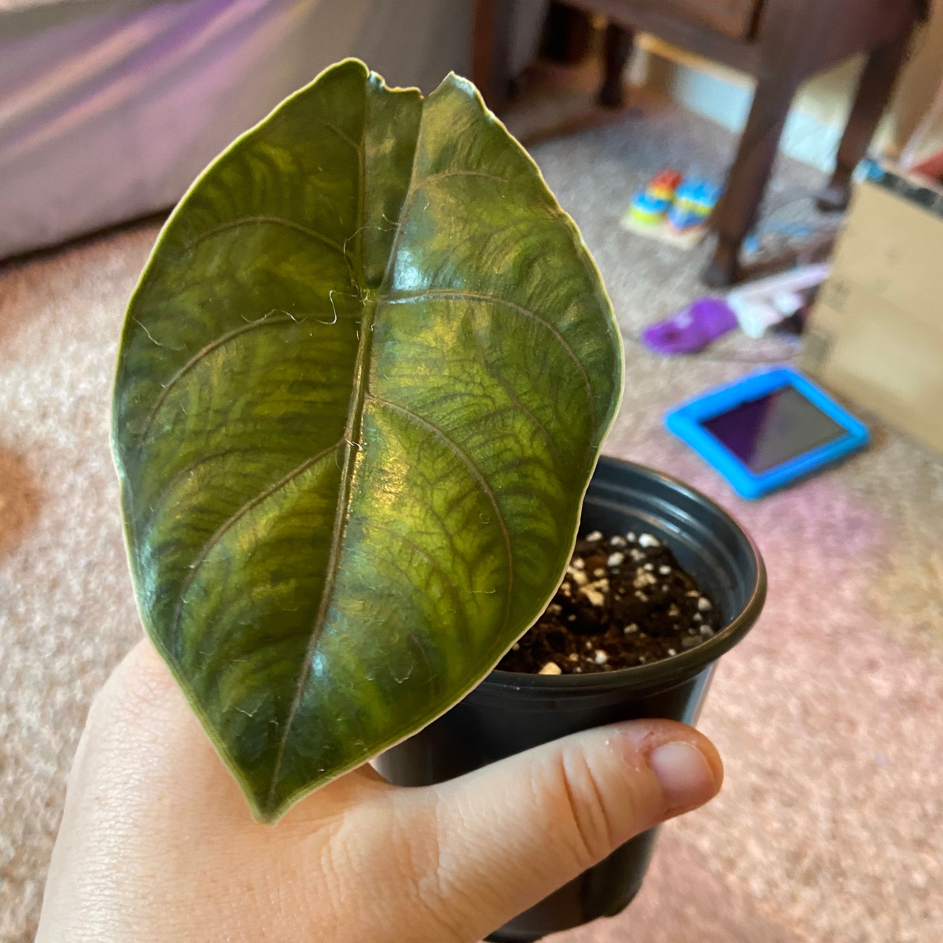 A potted Red Mambo plant with a large green leaf showing yellowing and browning edges, held by a hand.