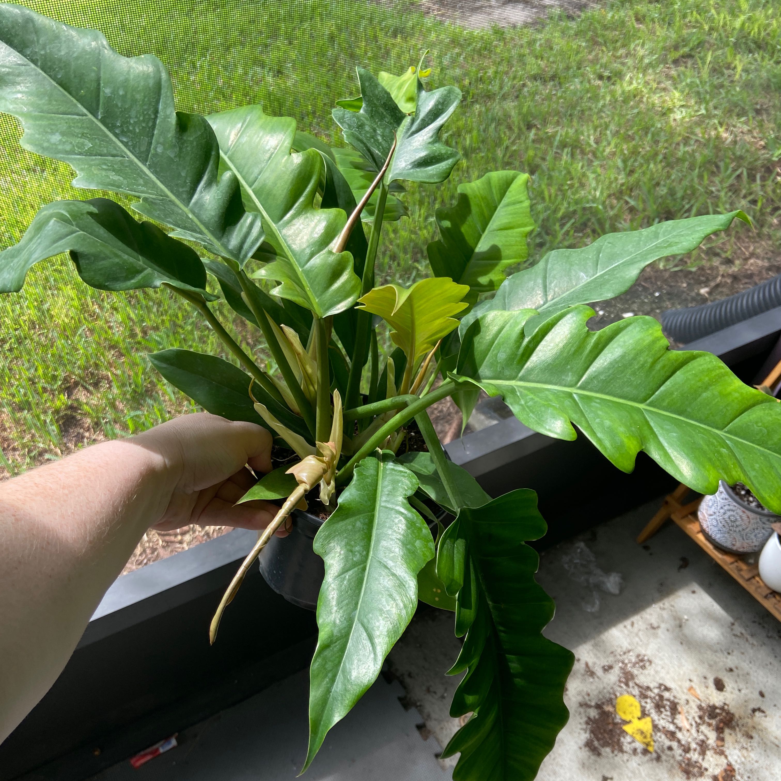 Tiger Tooth Philodendron with healthy green leaves and minor yellowing, held by a hand.