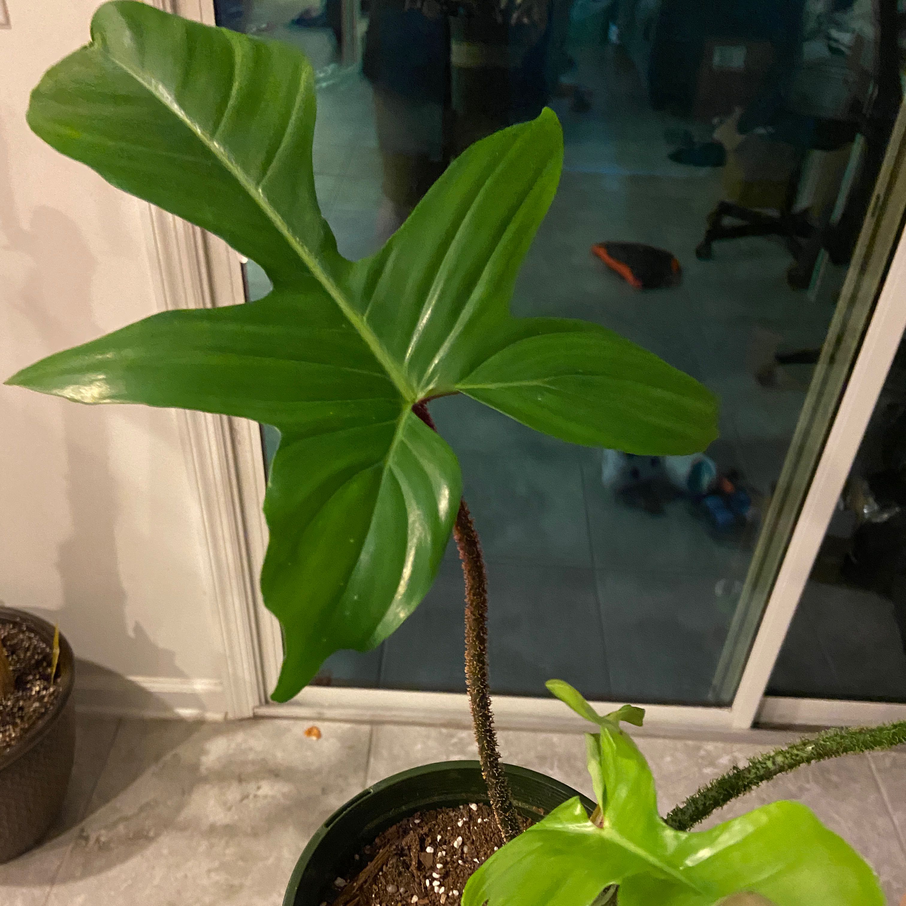 Hairy Philodendron plant with healthy green leaves and a hairy stem, placed indoors near a glass door.