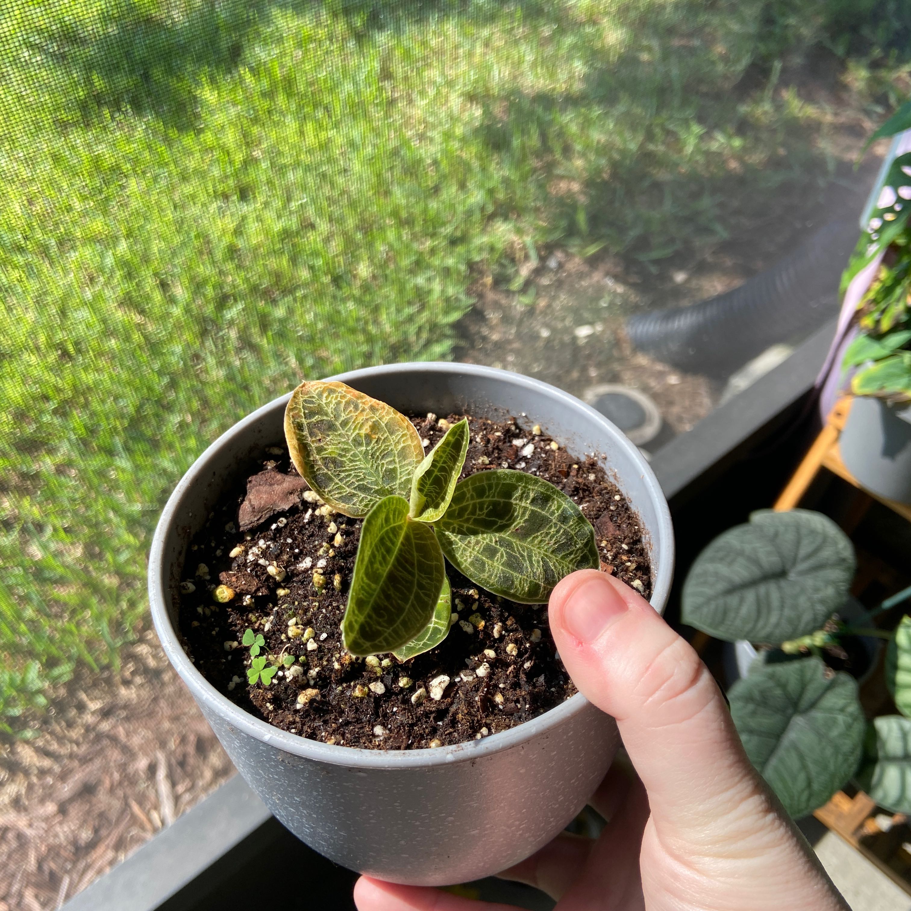 Lightning Bolt Jewel Orchid in a pot with visible soil, held by a hand.