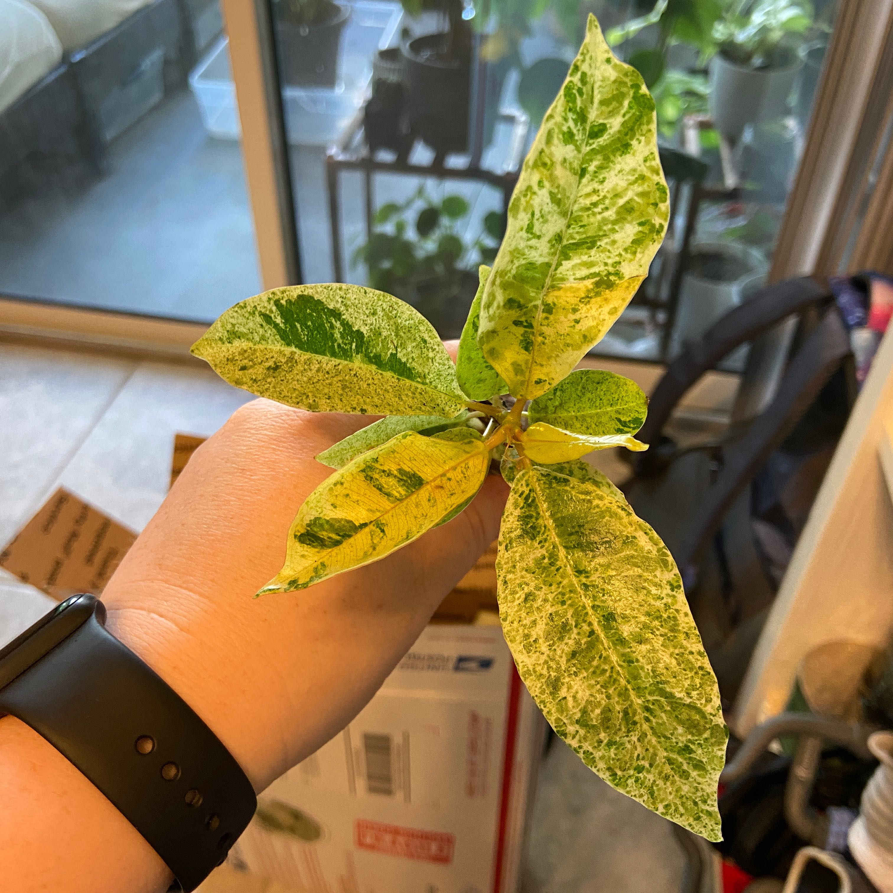 Ficus elastica 'Shivereana' plant with variegated leaves held by a hand.