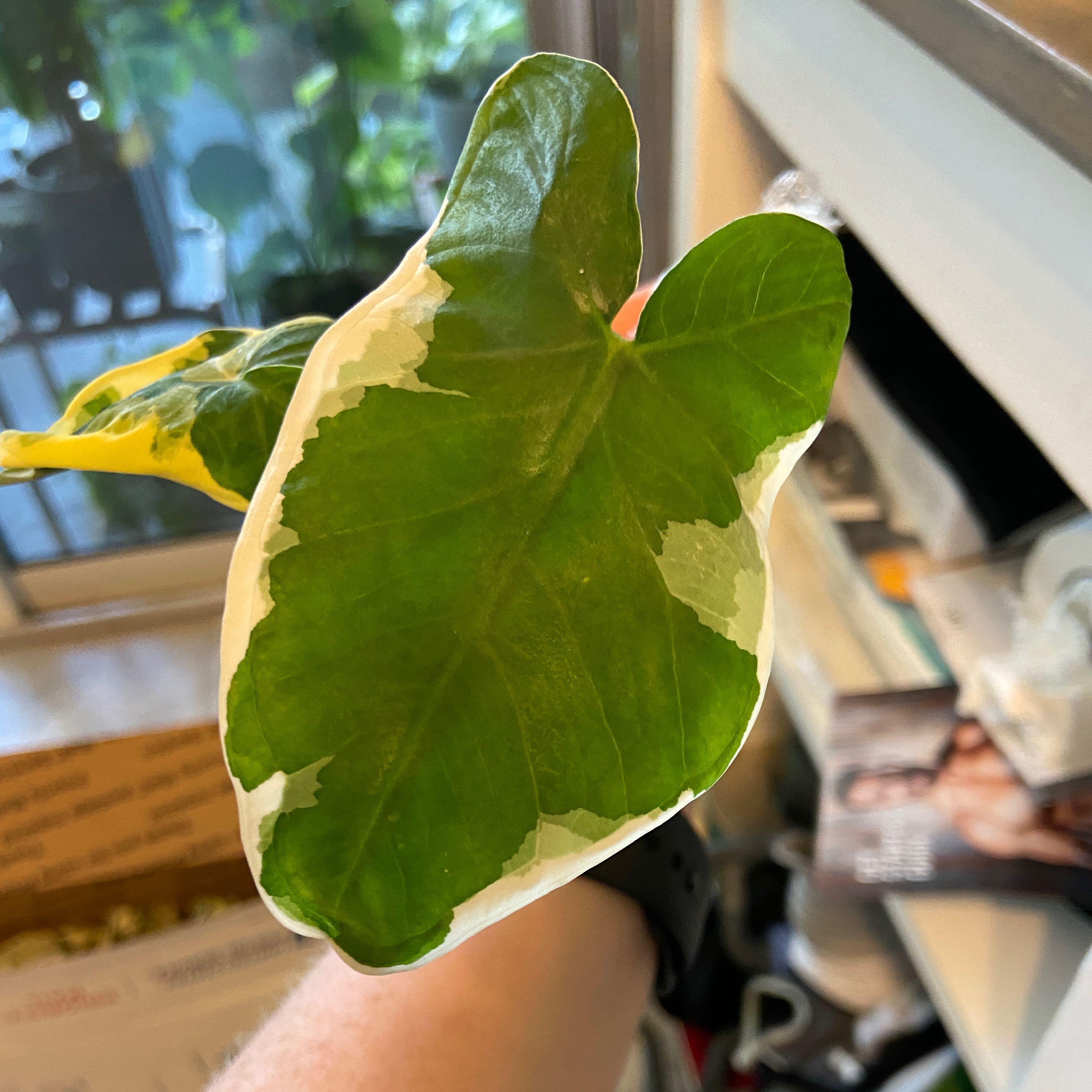 Close-up of a Mickey Mouse Taro leaf with green and white variegation, held by a hand.