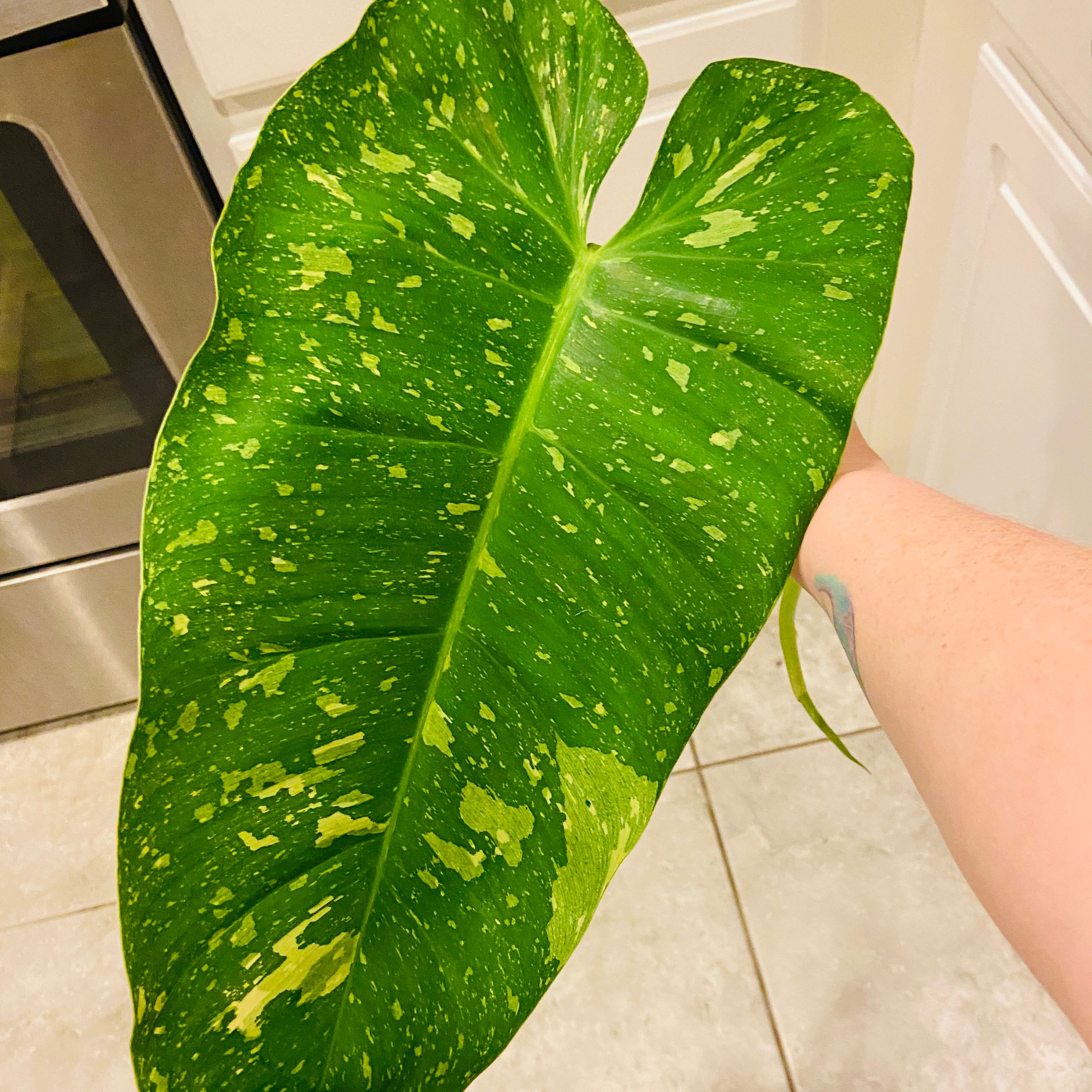 Philodendron 'Jose Buono' leaf with green and yellow variegation, held by a hand.