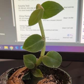 Rhaphidophora hayi plant in St. Augustine, Florida