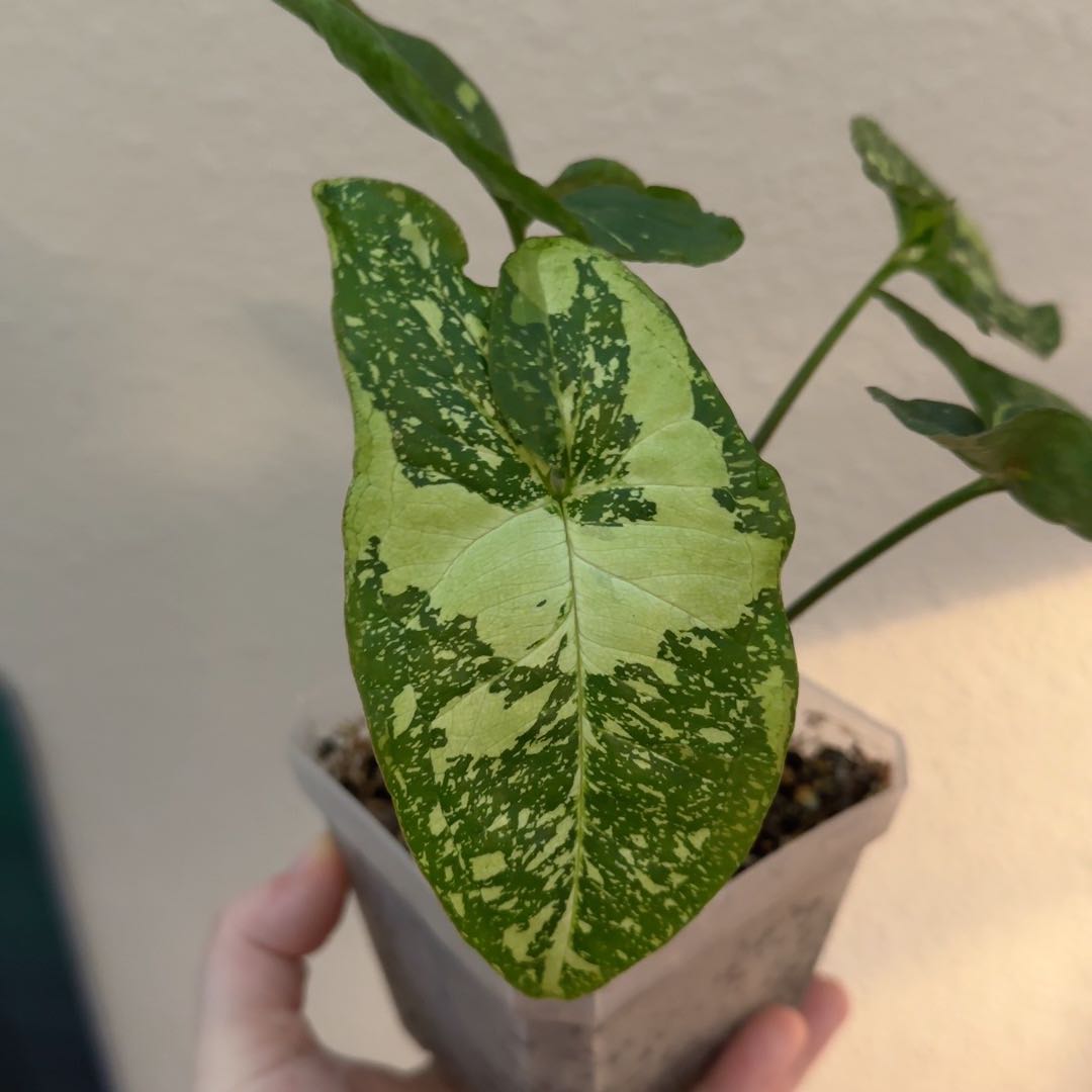 Syngonium Panda plant with variegated leaves in a small pot, held by a hand.