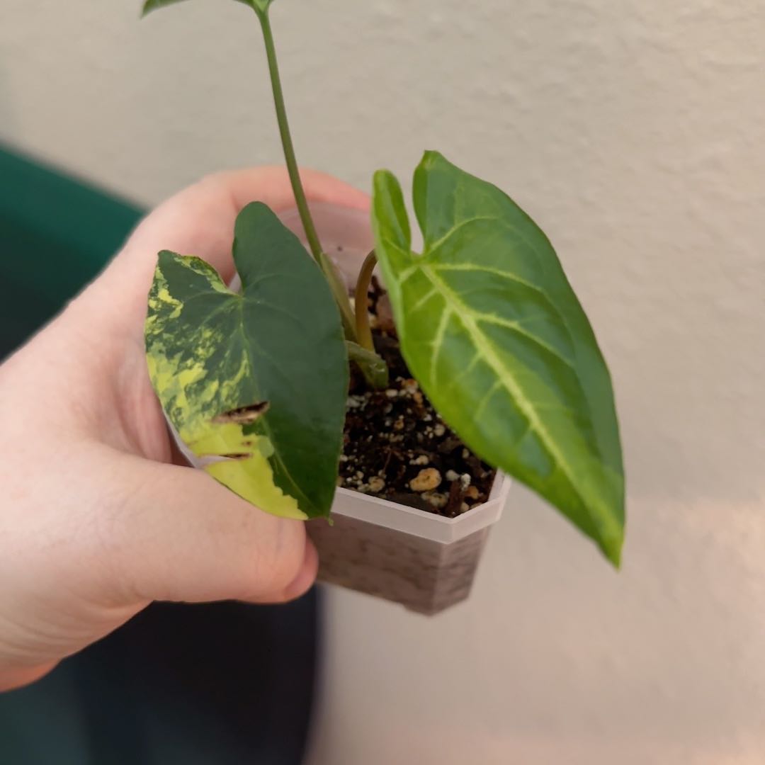Syngonium aurea plant in a pot, held by a hand, with some minor browning on one leaf.