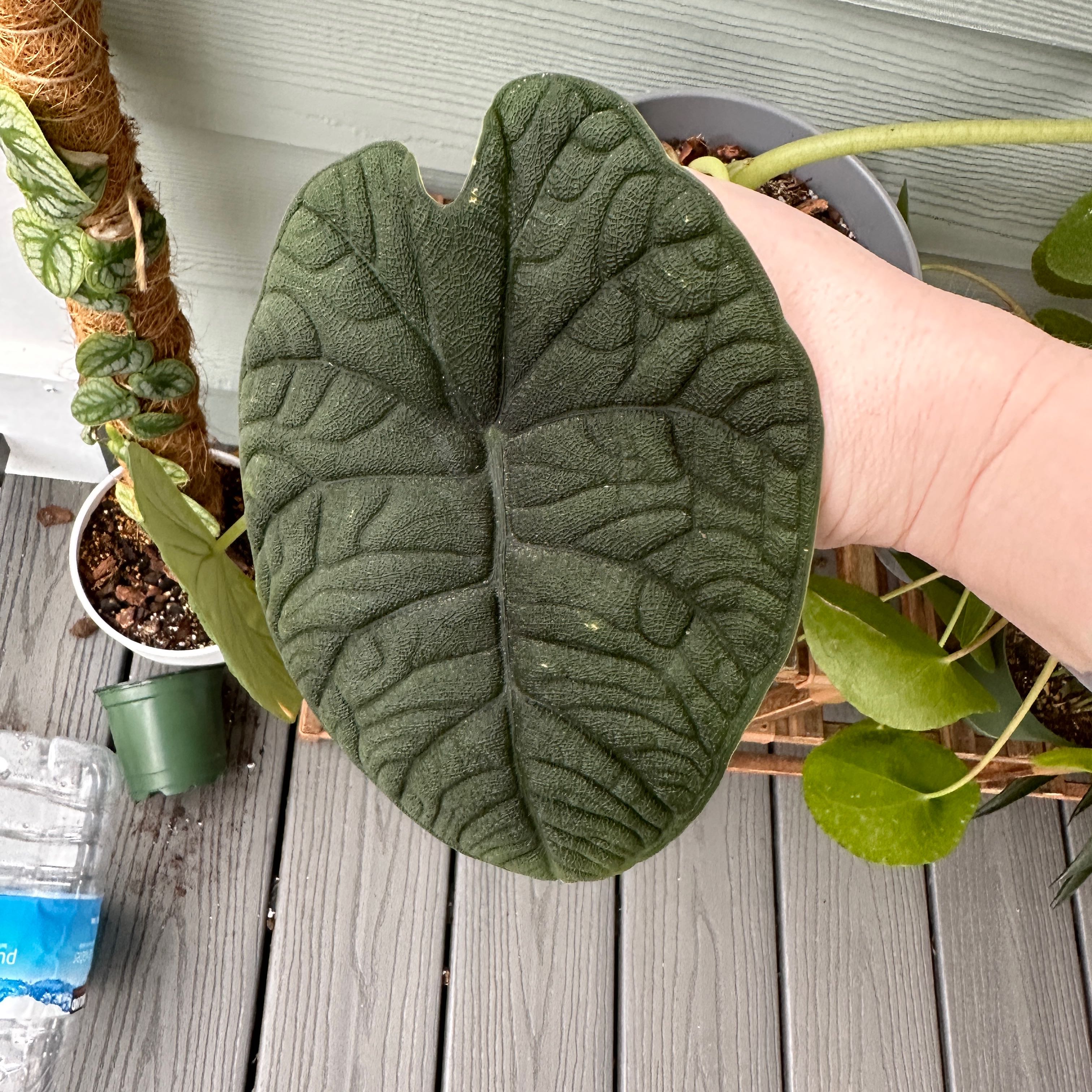 A healthy Alocasia 'Rugosa' leaf being held by a hand, with soil visible in the background.
