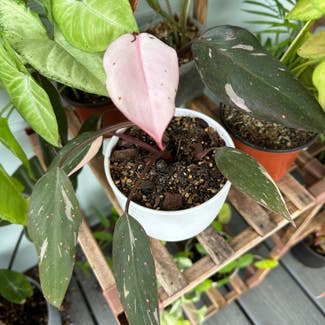 Pink Princess Philodendron plant in St. Augustine, Florida