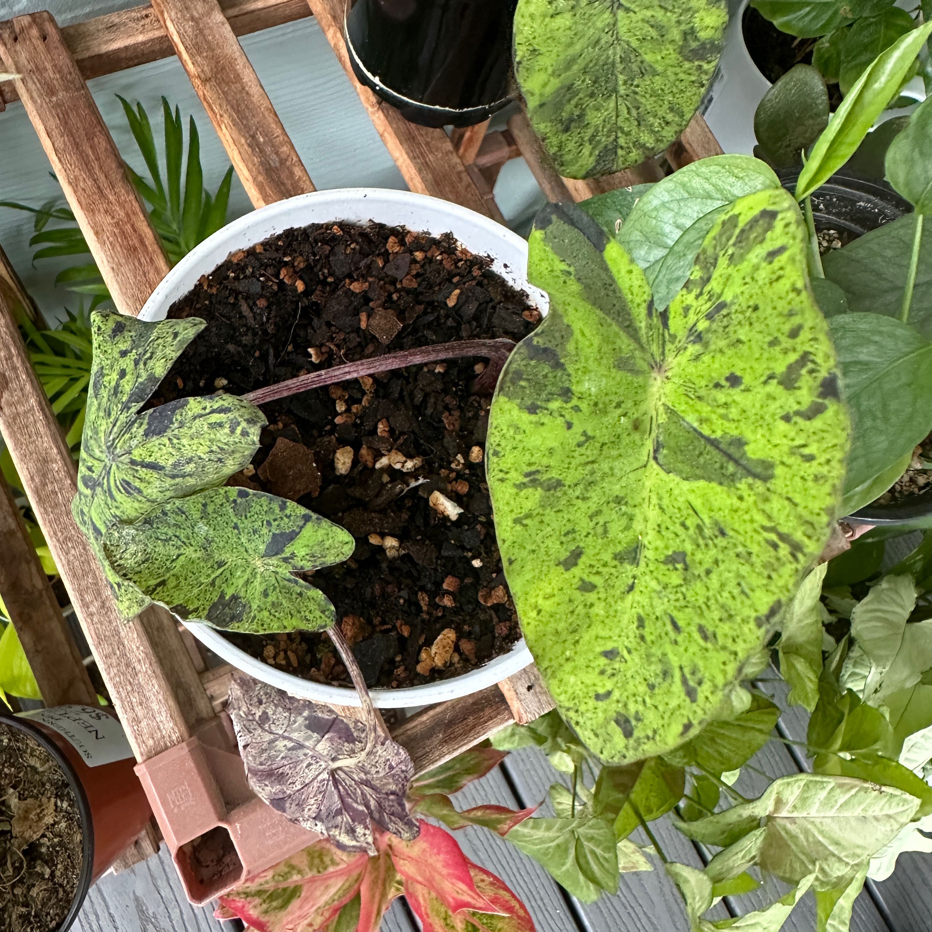 Taro 'Mojito' plant in a white pot with variegated leaves, soil visible.
