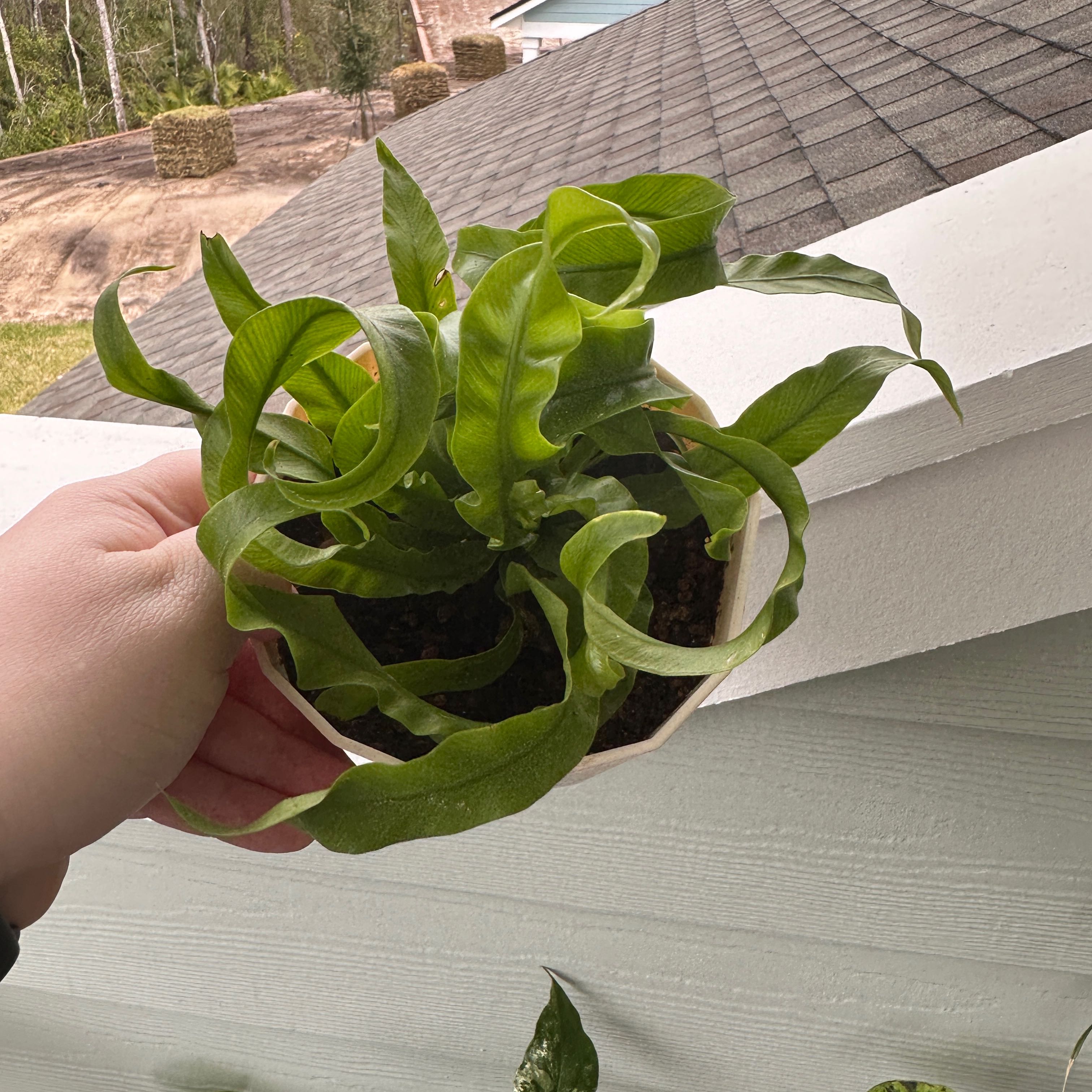 Hurricane Fern in a small pot held by a hand, with a rooftop and outdoor scenery in the background.